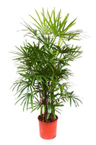 Indoor Plant Medium 40-50 cms Lady Palm Lady Palm