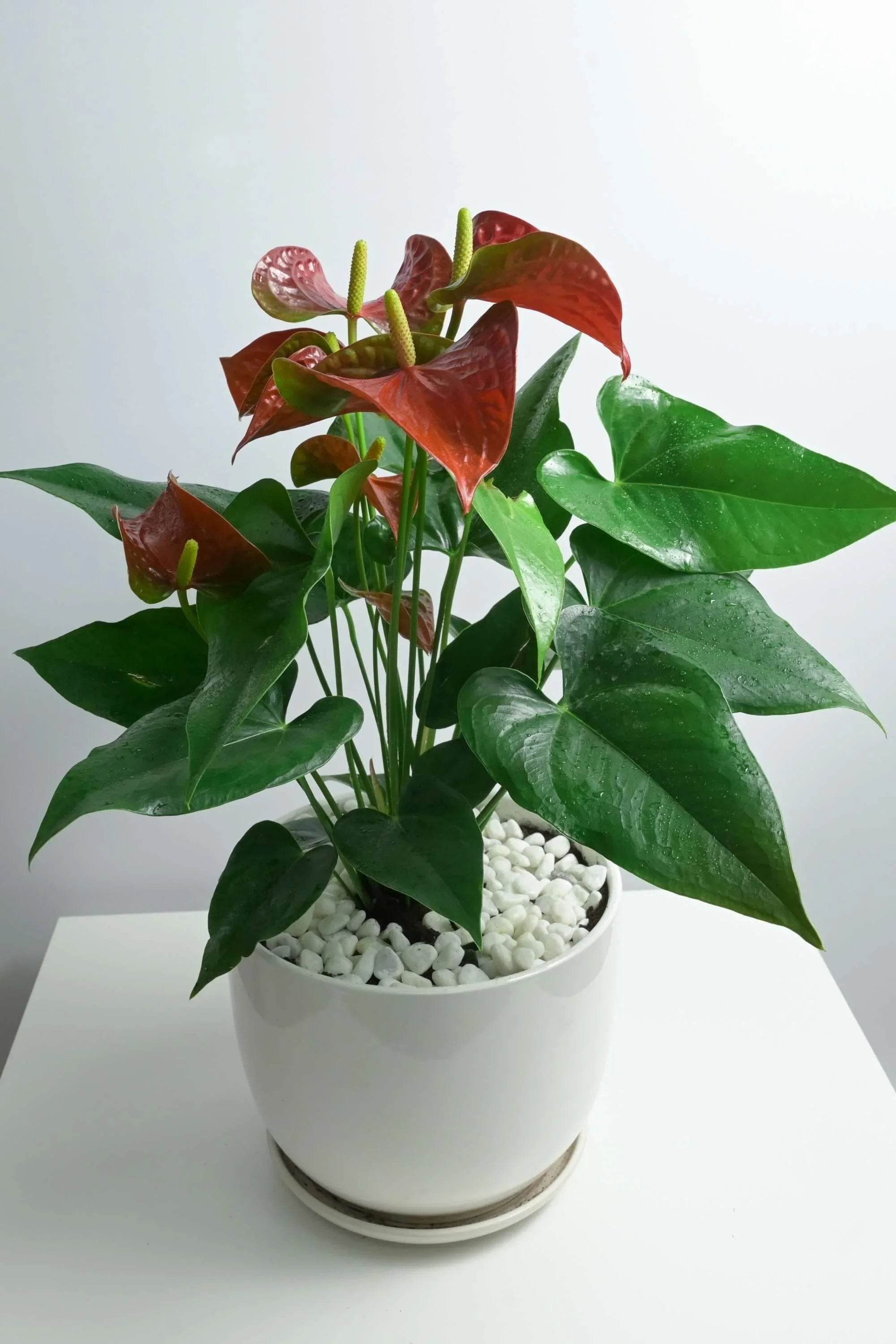 Indoor Plant Medium 40-50 cms / White Ceramic Pot Anthurium Andraeanum Anthurium Andraeanum