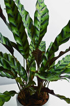 Indoor Plant Medium 40 cms / Default Plastic Pot Calathea lancifolia Calathea lancifolia