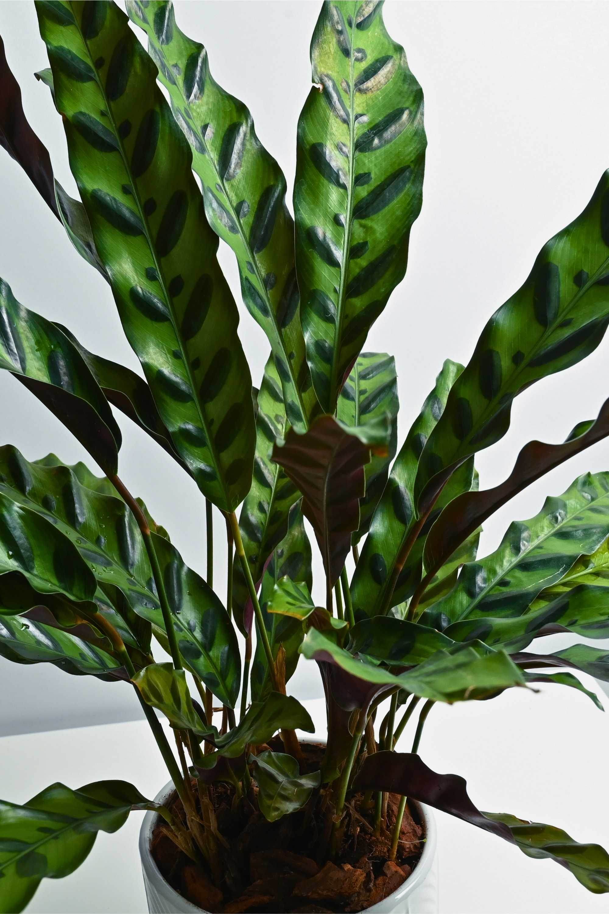 Indoor Plant Medium 40 cms / Default Plastic Pot Calathea lancifolia Calathea lancifolia