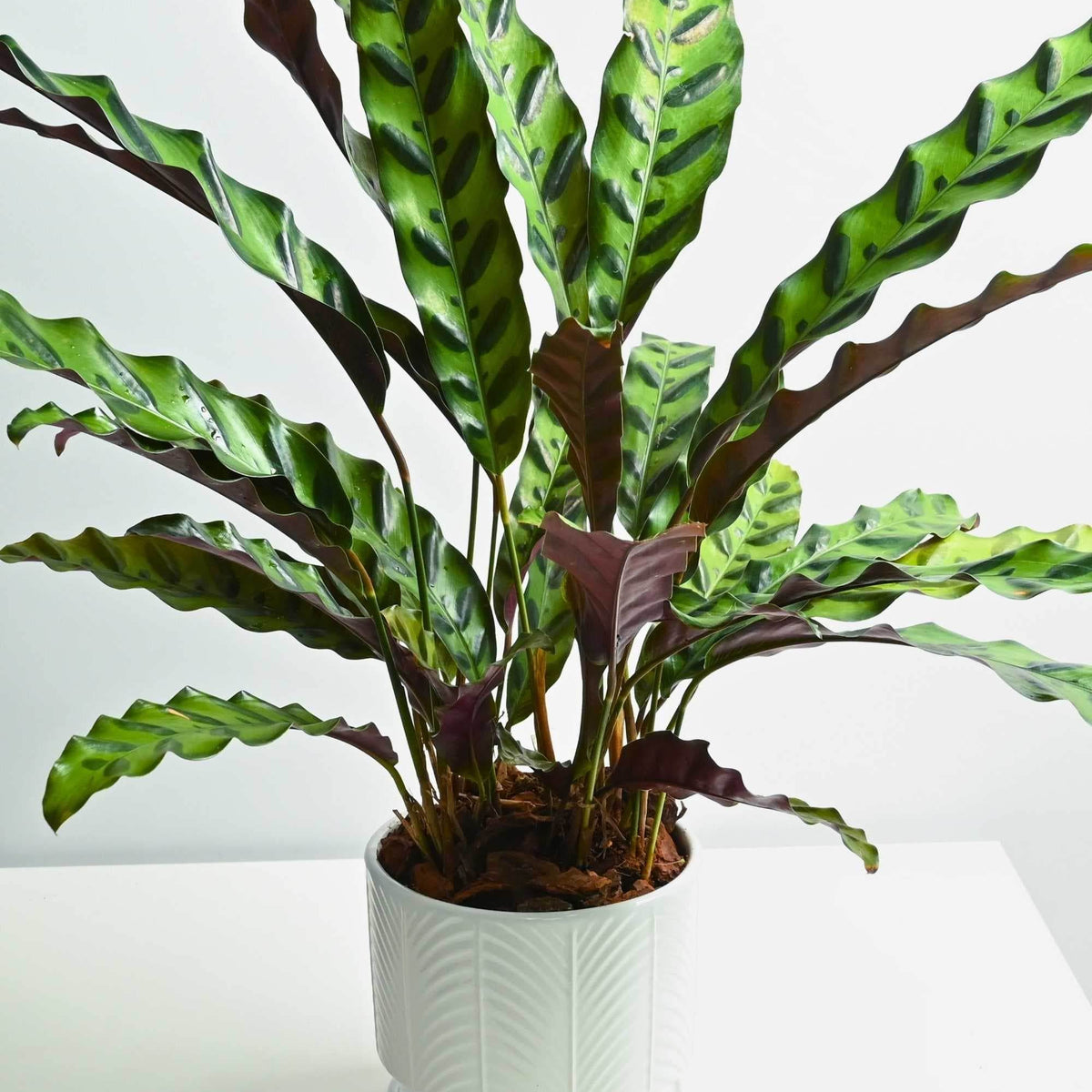 Calathea lancifolia  Adplants
