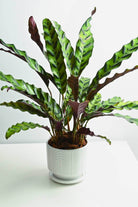 Indoor Plant Medium 40 cms / White Ceramic pot Calathea lancifolia Calathea lancifolia