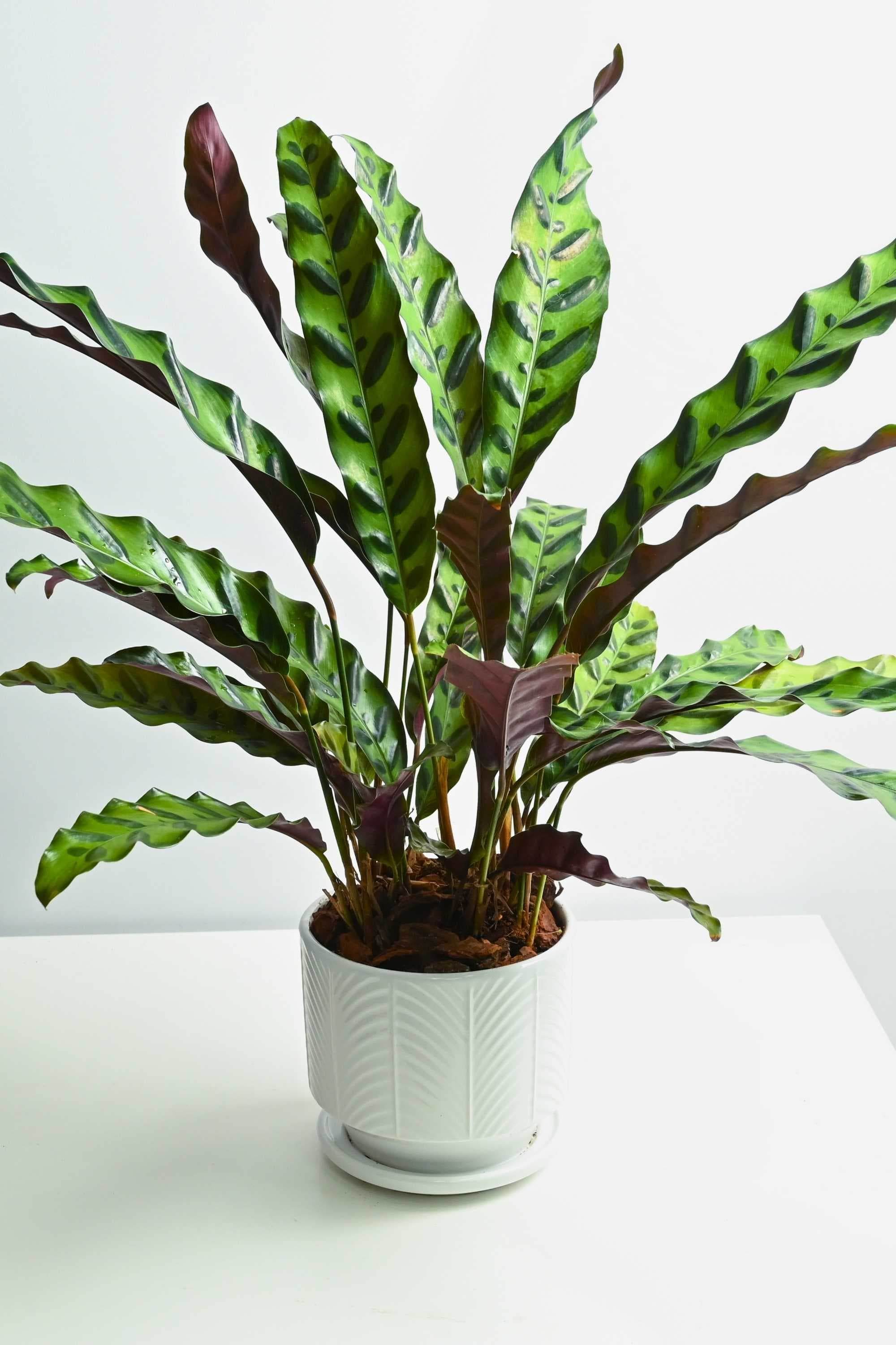 Indoor Plant Medium 40 cms / White Ceramic pot Calathea lancifolia Calathea lancifolia