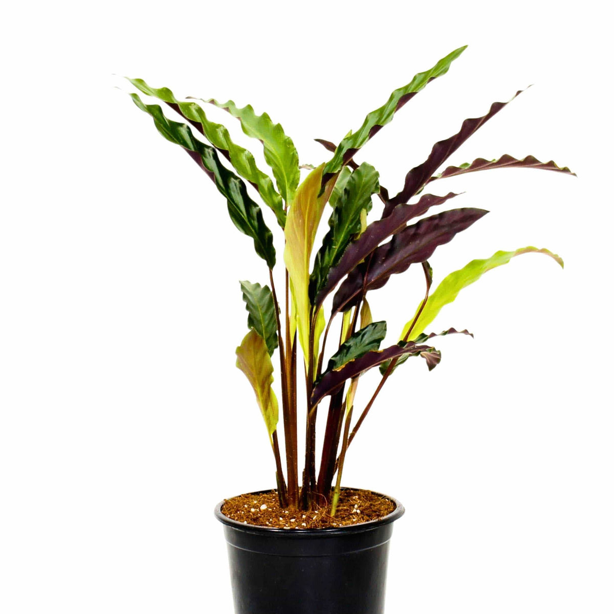 Calathea rufibarba – Adplants