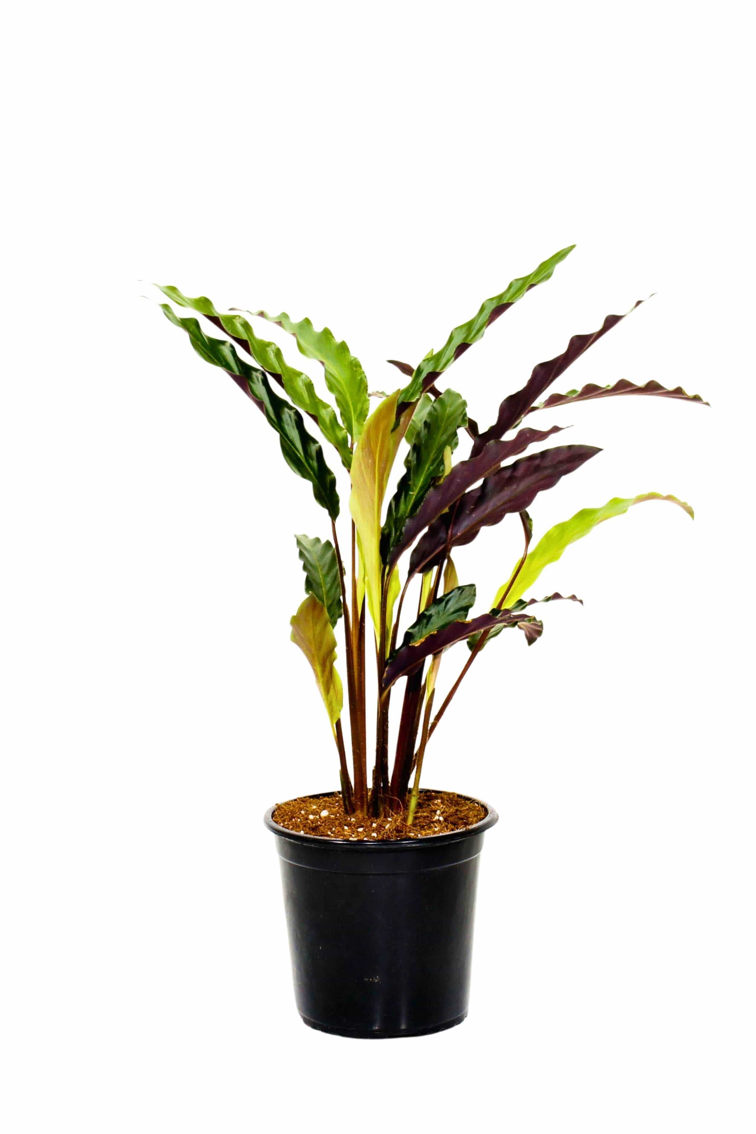 Indoor Plant Medium 45 cms Calathea rufibarba Calathea rufibarba