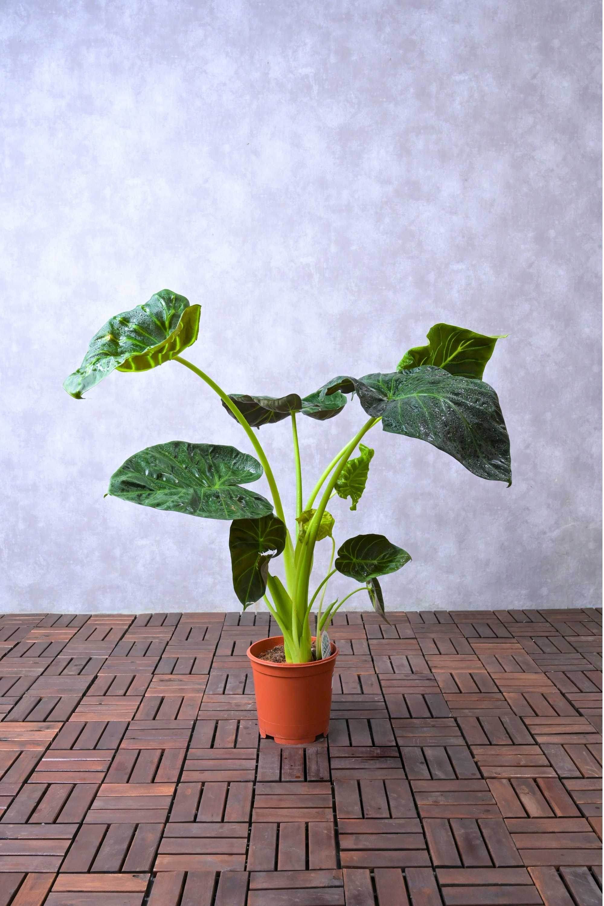 Indoor Plant Medium 50-60 cms Alocasia Spp. Alocasia Spp.