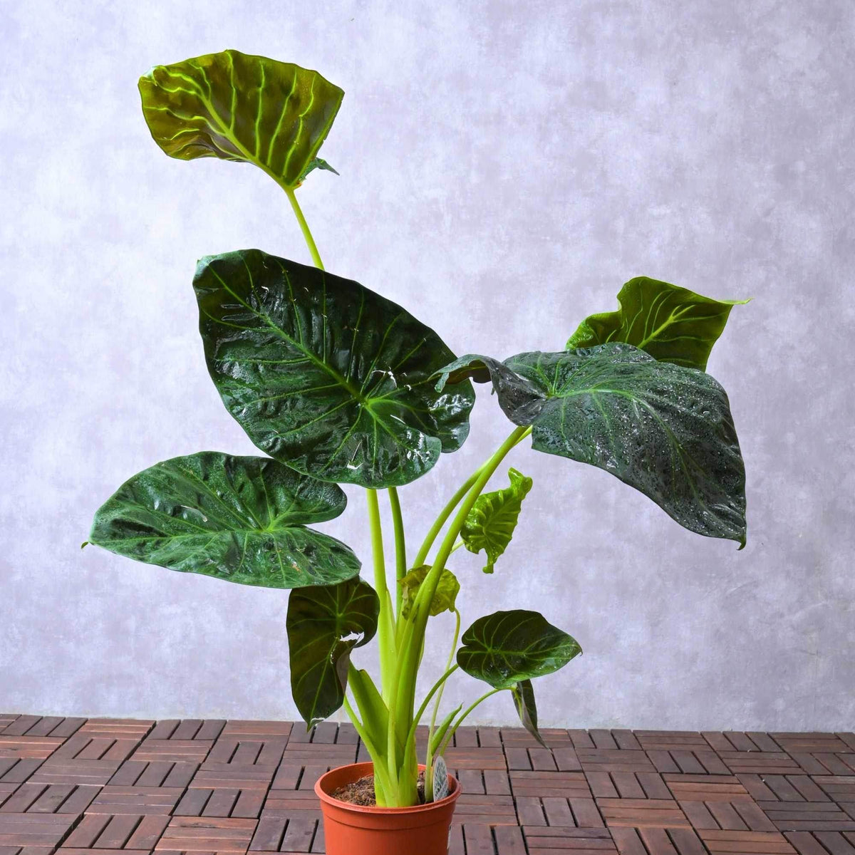 is alocasia indoor plant Alocasia Spp. – Adplants