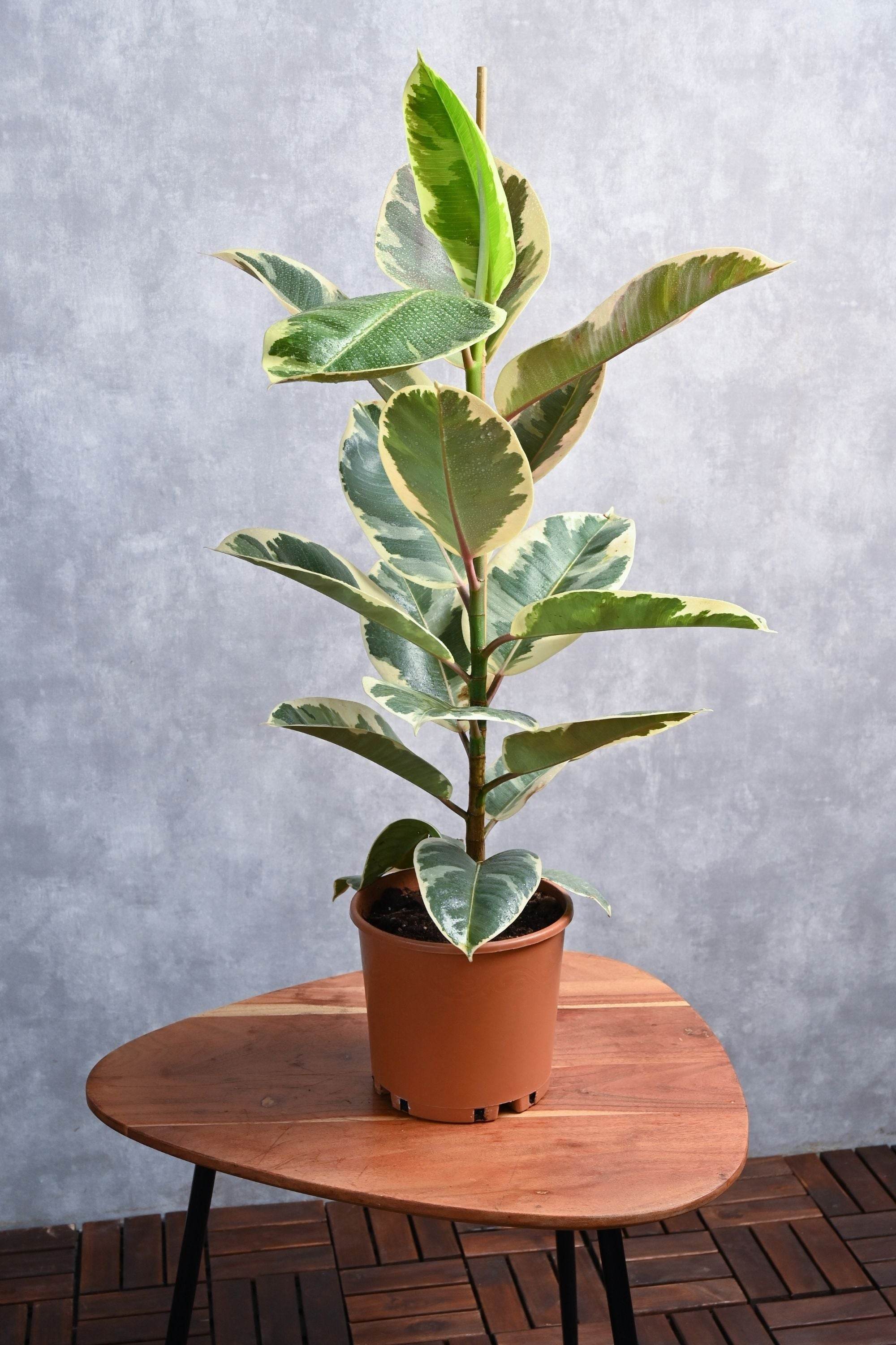 Indoor Plant Medium 60-70 cms / Default Plastic Pot Ficus Robusta Variegata Ficus Robusta Variegata