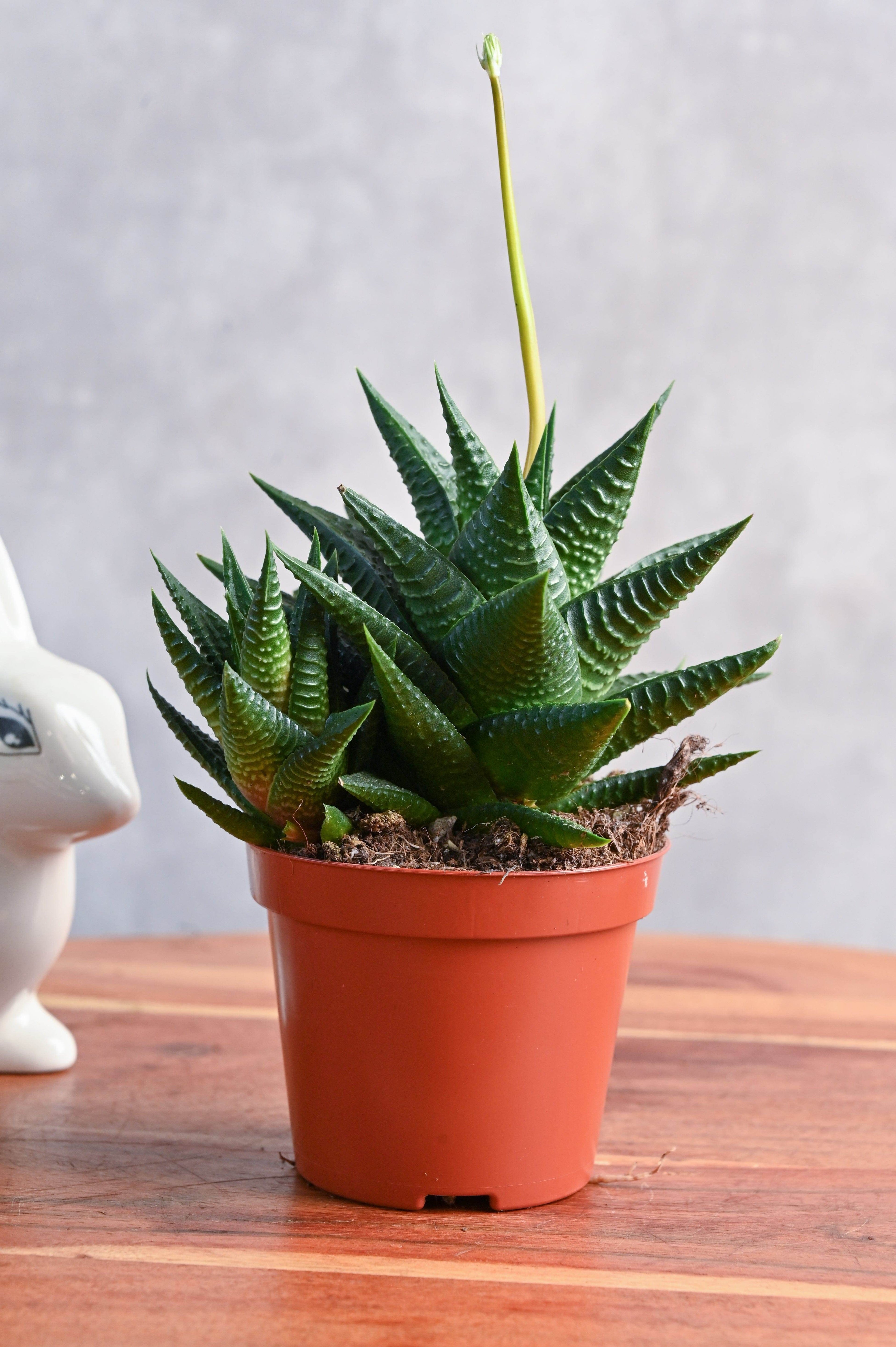 Indoor Plant Medium Haworthia Limifolia Haworthia Limifolia
