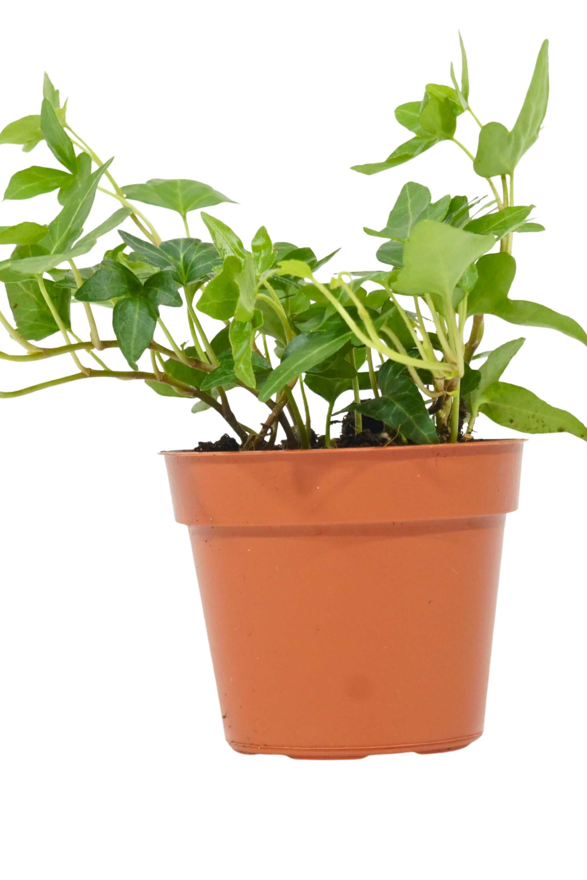 Indoor Plant Medium Hedera helix Hedera helix