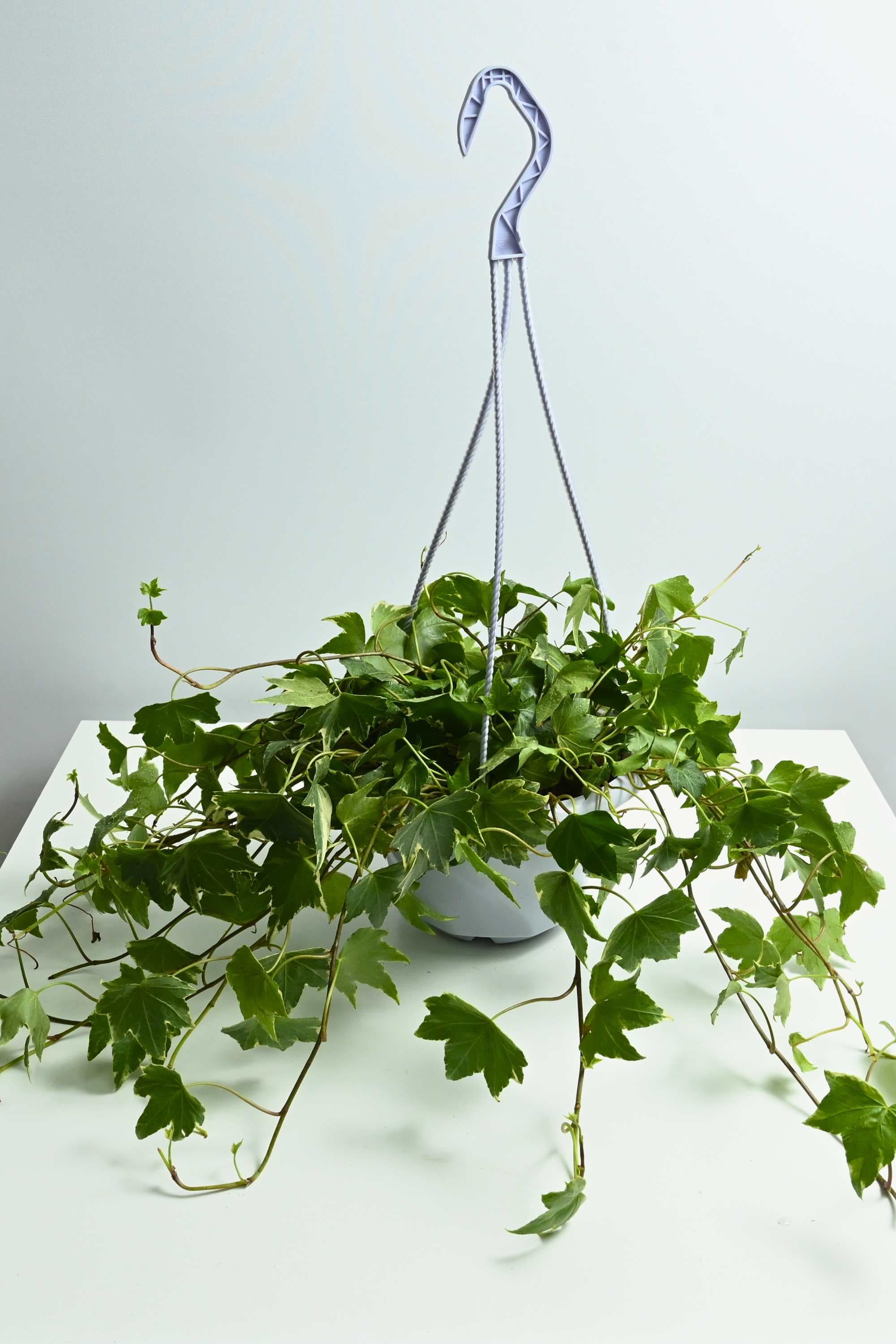 Indoor Plant Medium Hedera helix Hedera helix