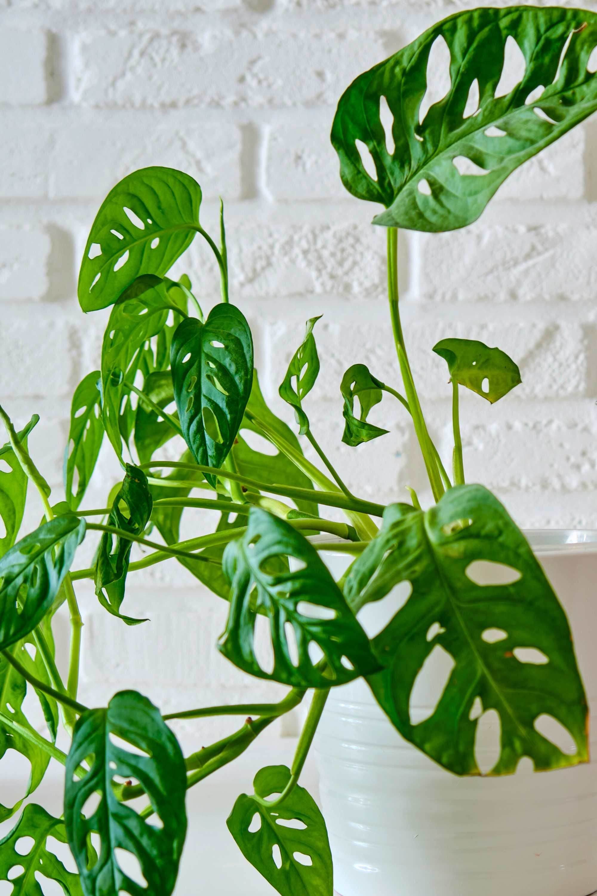 Indoor Plant Monstera adansonii Monstera adansonii