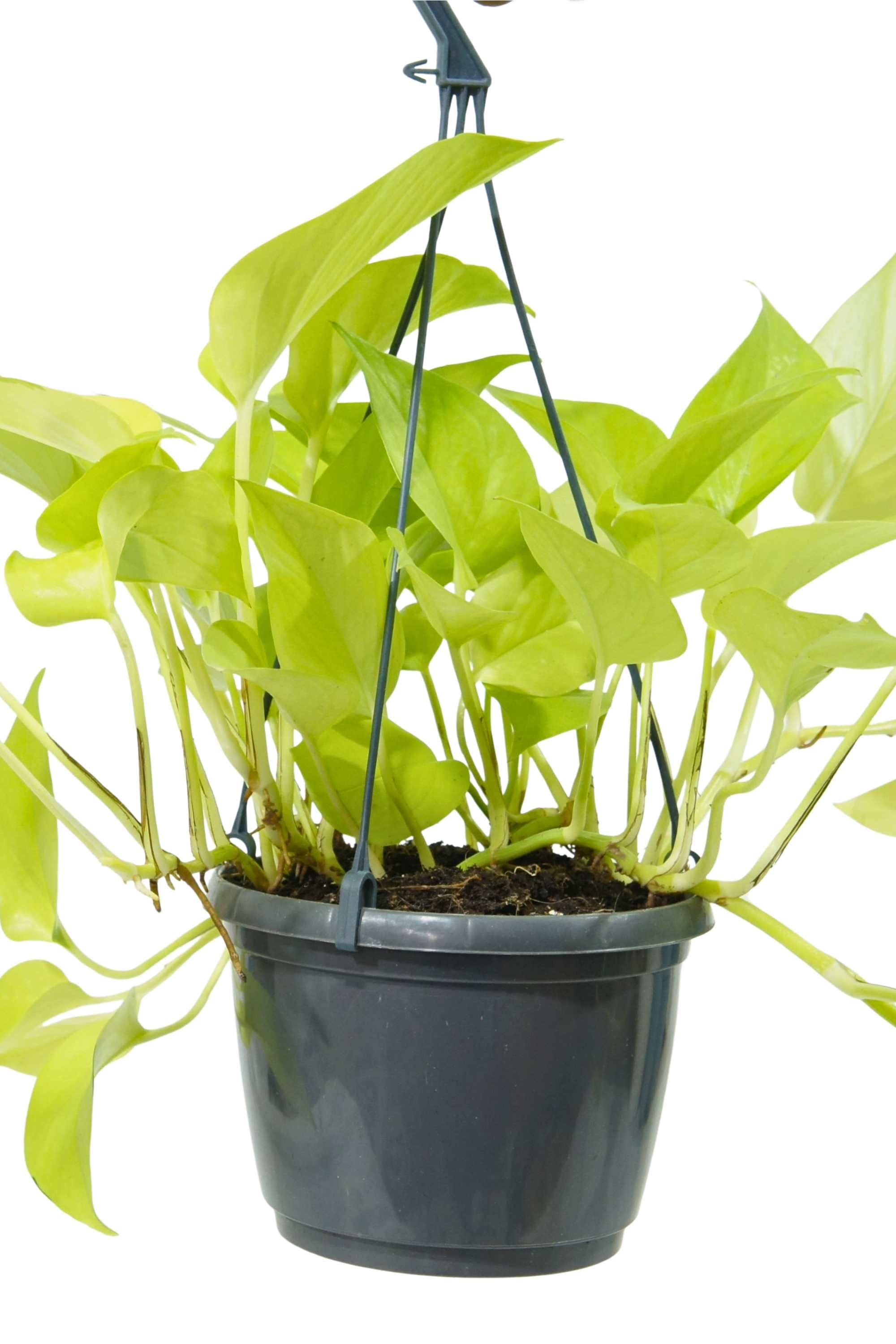 Indoor Plant Neon Pothos Neon Pothos