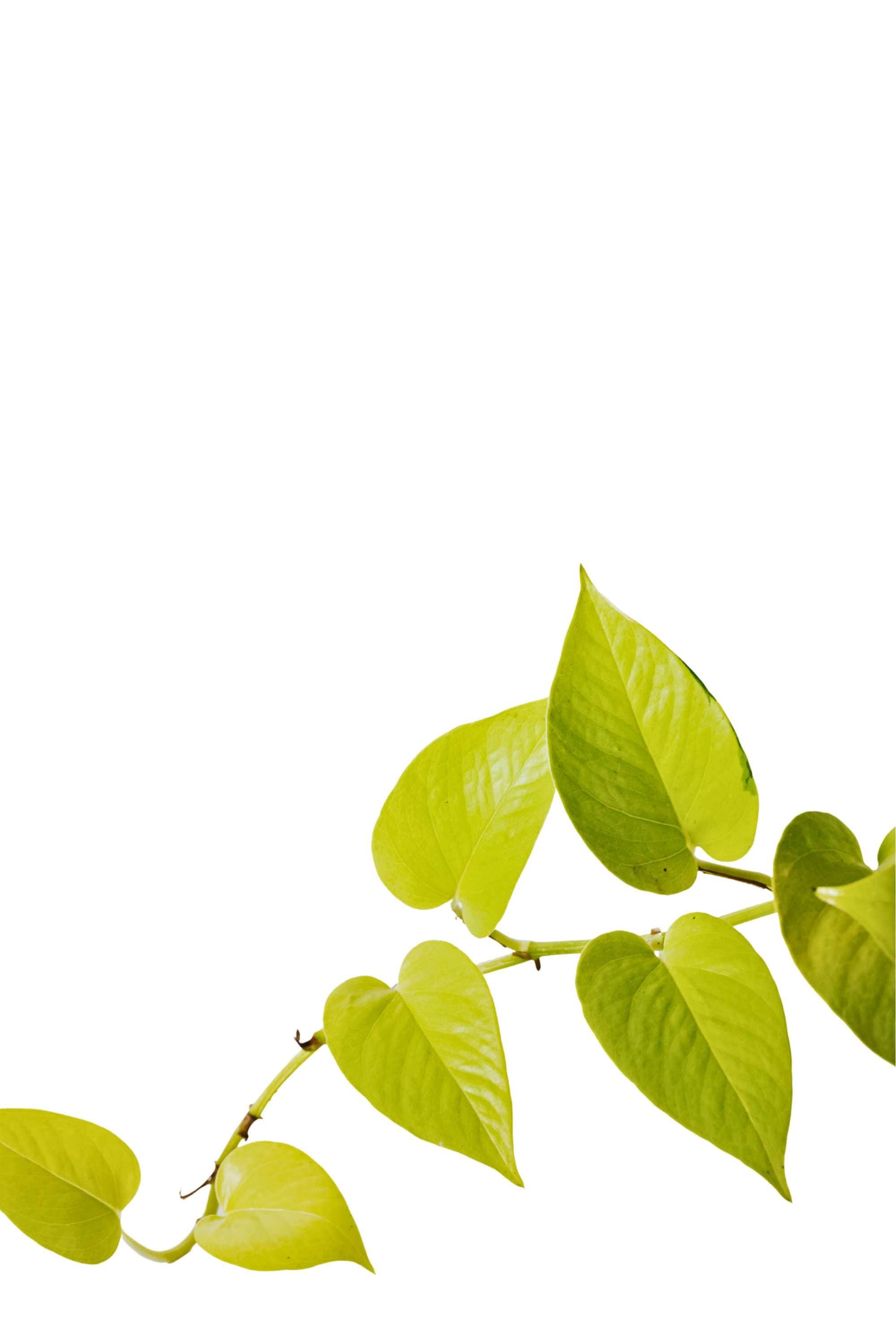 Indoor Plant Neon Pothos Neon Pothos