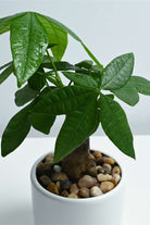 Indoor Plant Pachira Bonsai Pachira Bonsai