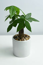 Indoor Plant Pachira Bonsai Pachira Bonsai