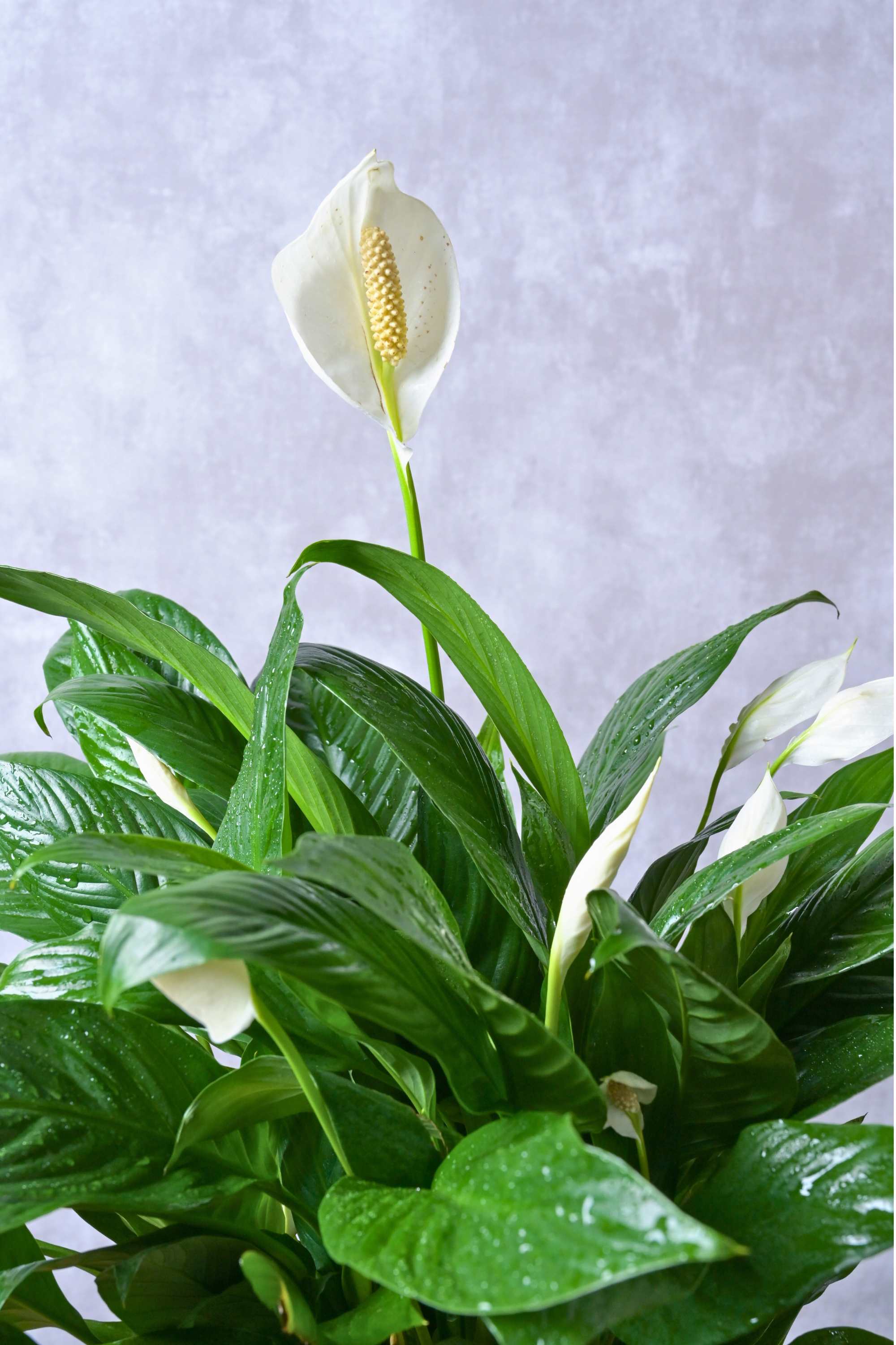 Indoor Plant Peace Lily Peace Lily