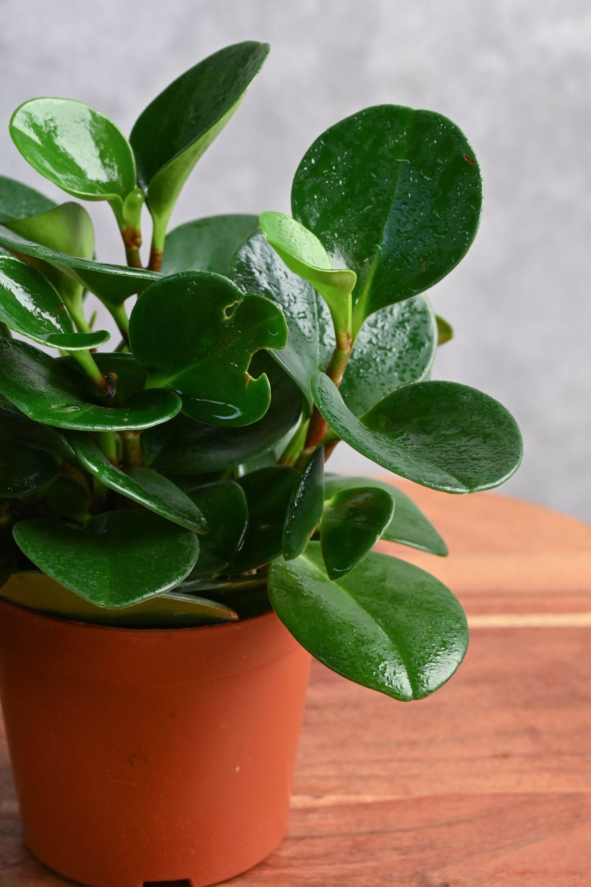 Indoor Plant Peperomia obtusifolia Peperomia obtusifolia