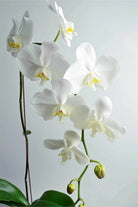 Indoor Plant Phalaenopsis Single Stem Phalaenopsis Single Stem