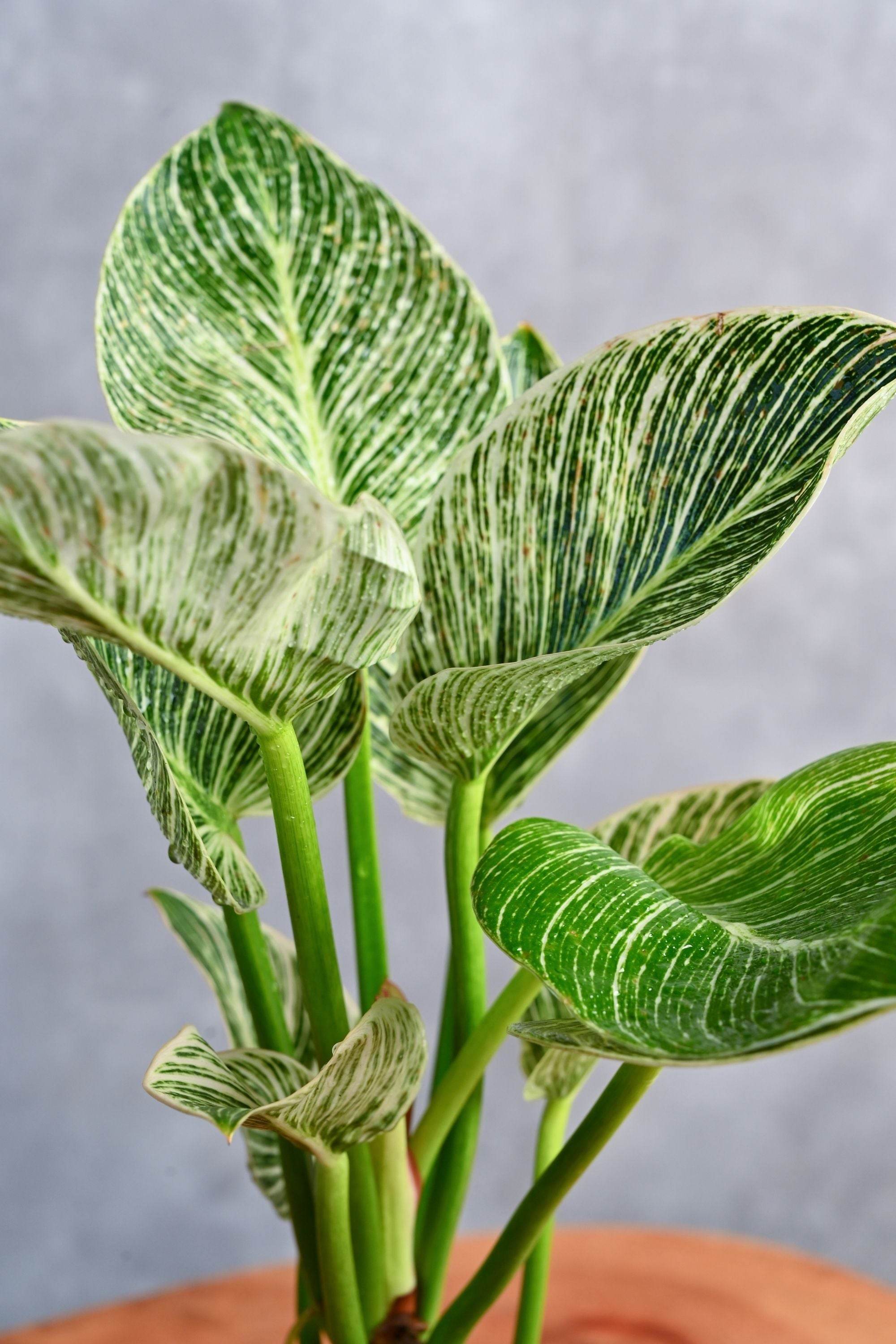 Indoor Plant Philodendron 'Birkin' Philodendron 'Birkin'