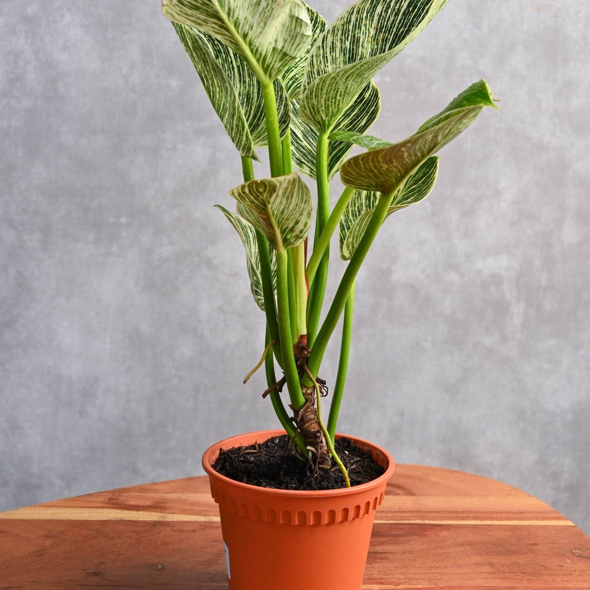philodendron musaica Calathea Musaica – Adplants