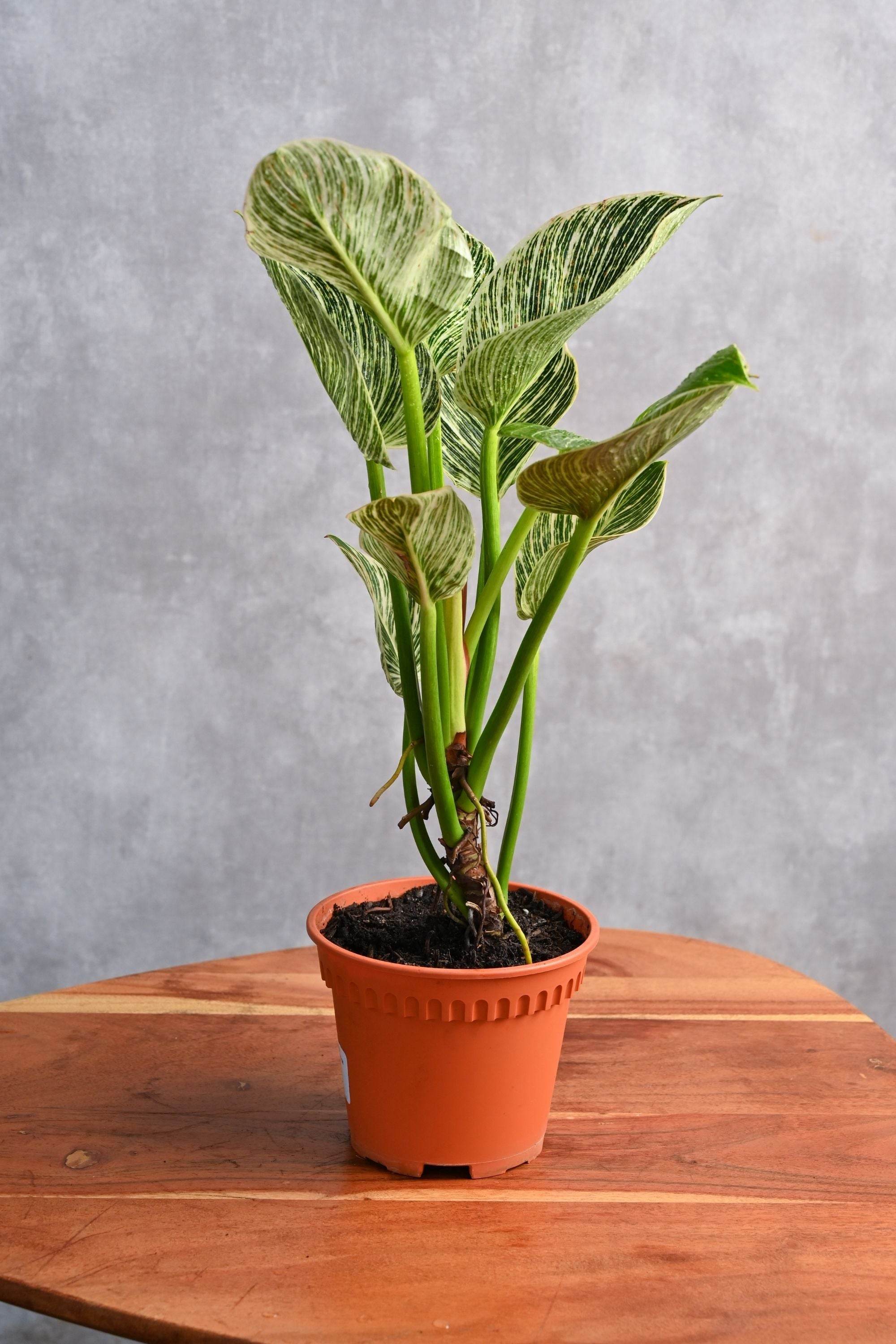 Indoor Plant Philodendron 'Birkin' Philodendron 'Birkin'