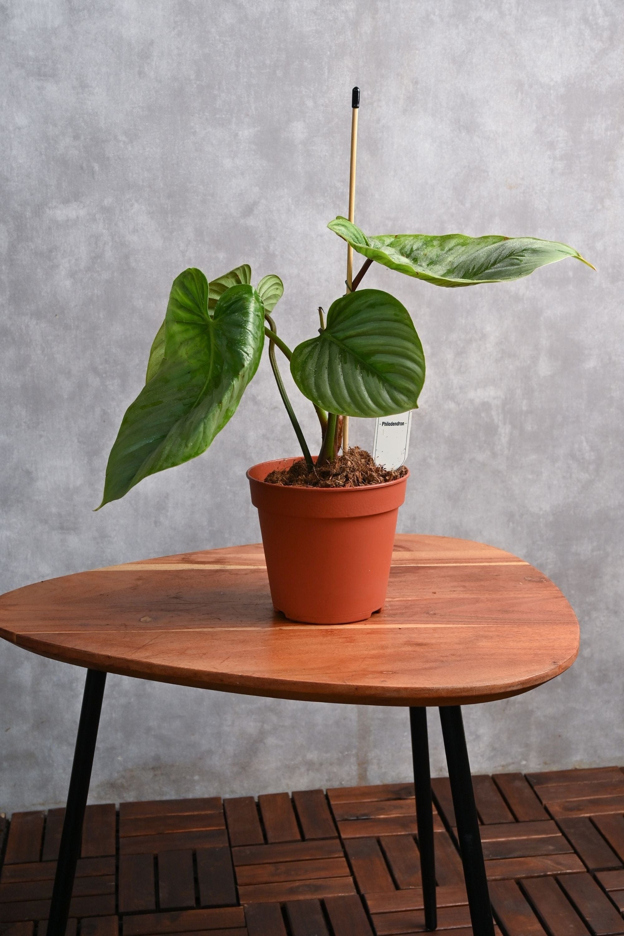 Indoor Plant Philodendron Grandipes Philodendron Grandipes