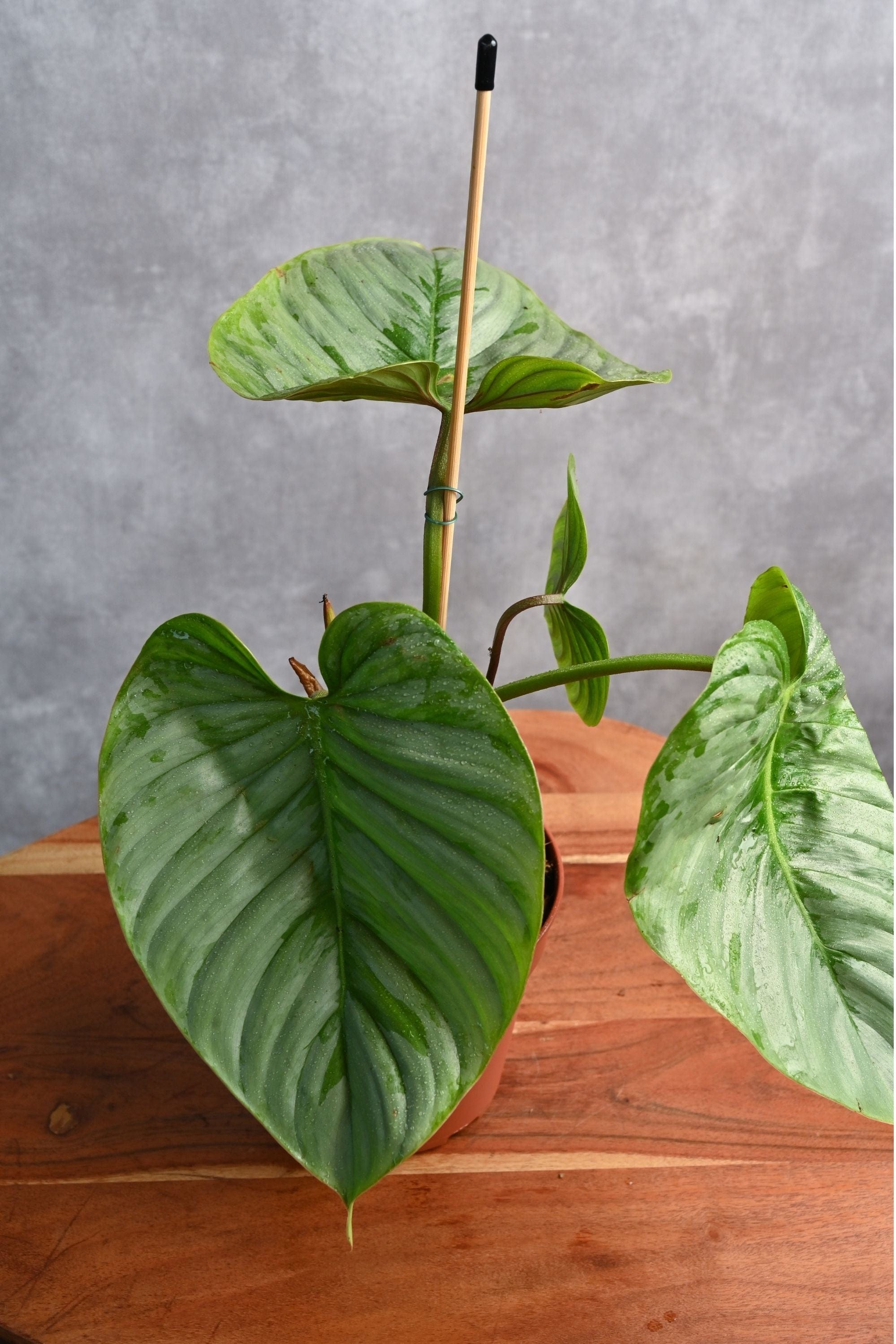 Indoor Plant Philodendron Grandipes Philodendron Grandipes