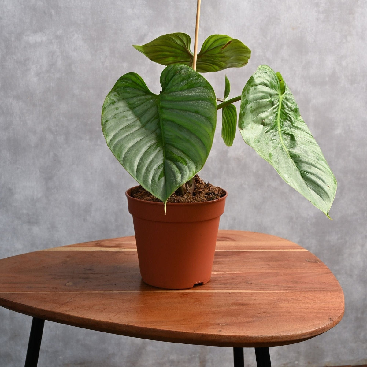 philodendron grandipes mature Philodendron Grandipes – Adplants