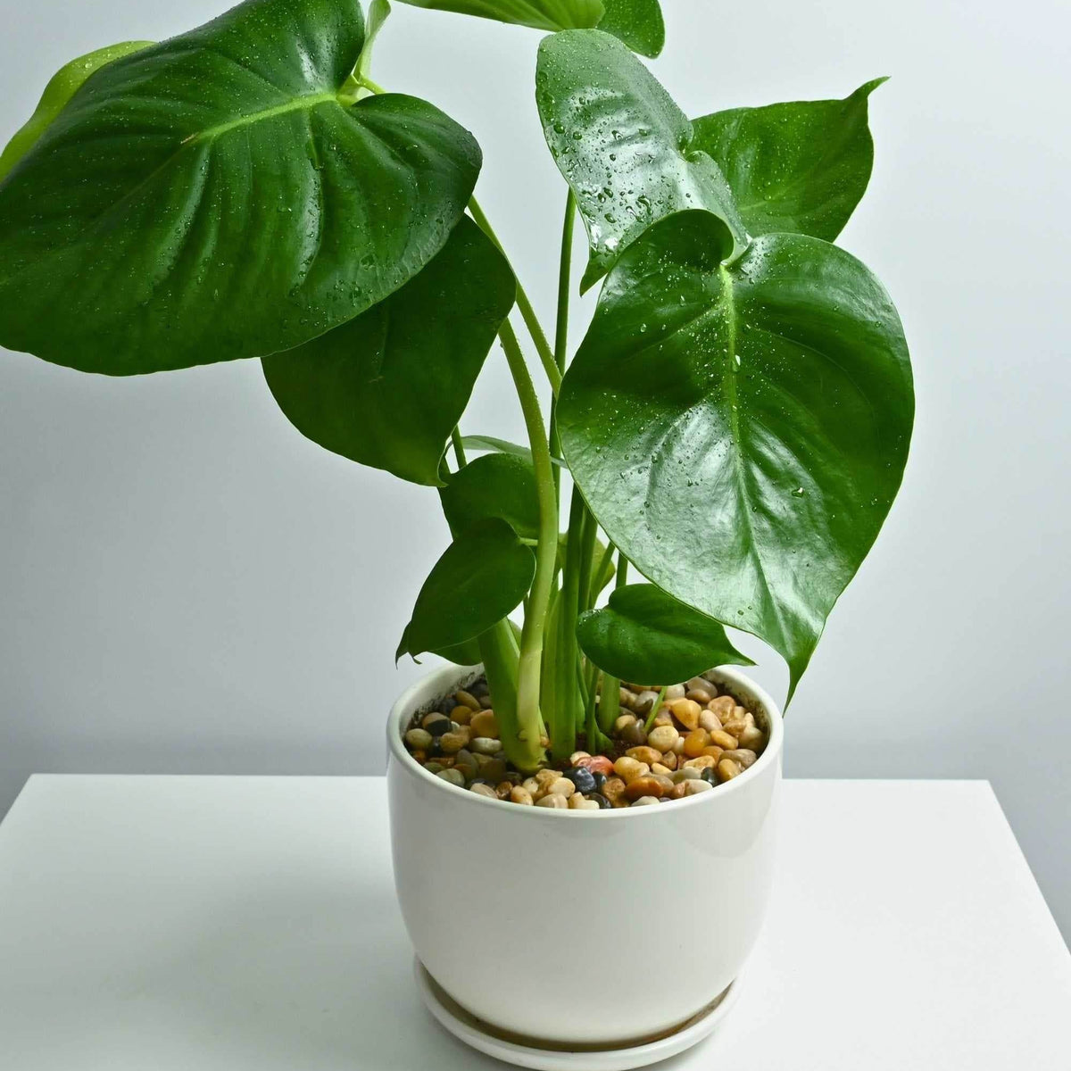 philodendron hedera Philodendron hederaceum – Adplants