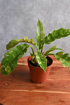 Indoor Plant Philodendron Serratum Philodendron Serratum