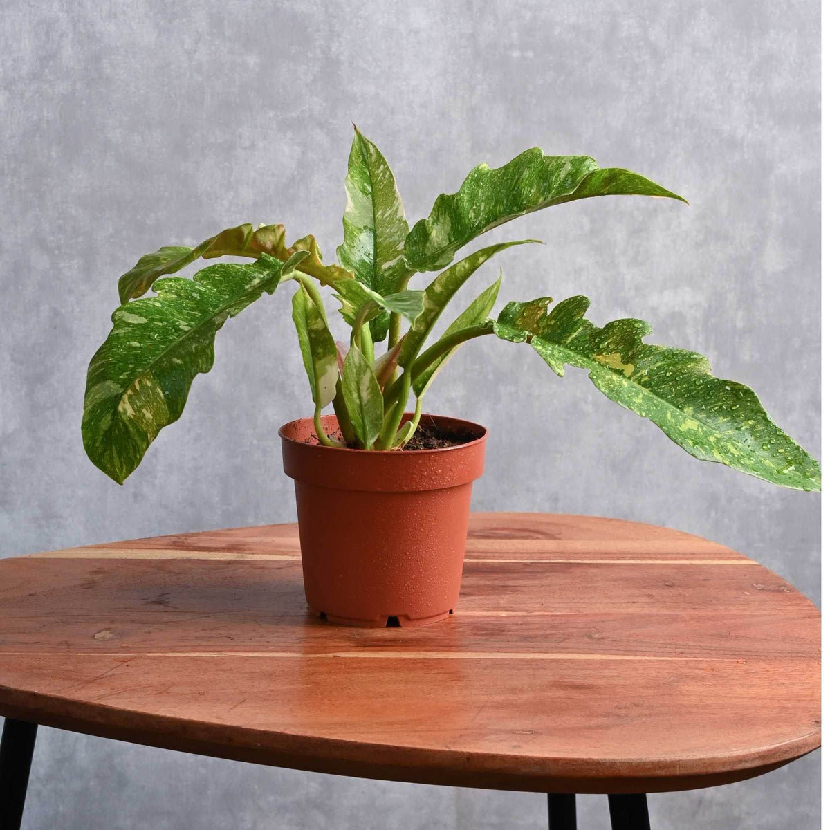 philodendron seramis Philodendron Serratum – Adplants