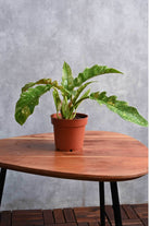 Indoor Plant Philodendron Serratum Philodendron Serratum