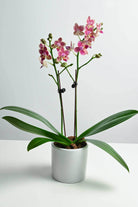Indoor Plant Purple with Stripe Phalaenopsis Dwarf - Double Phalaenopsis Dwarf - Double