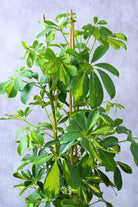 Indoor Plant Schefflera arboricola Schefflera arboricola