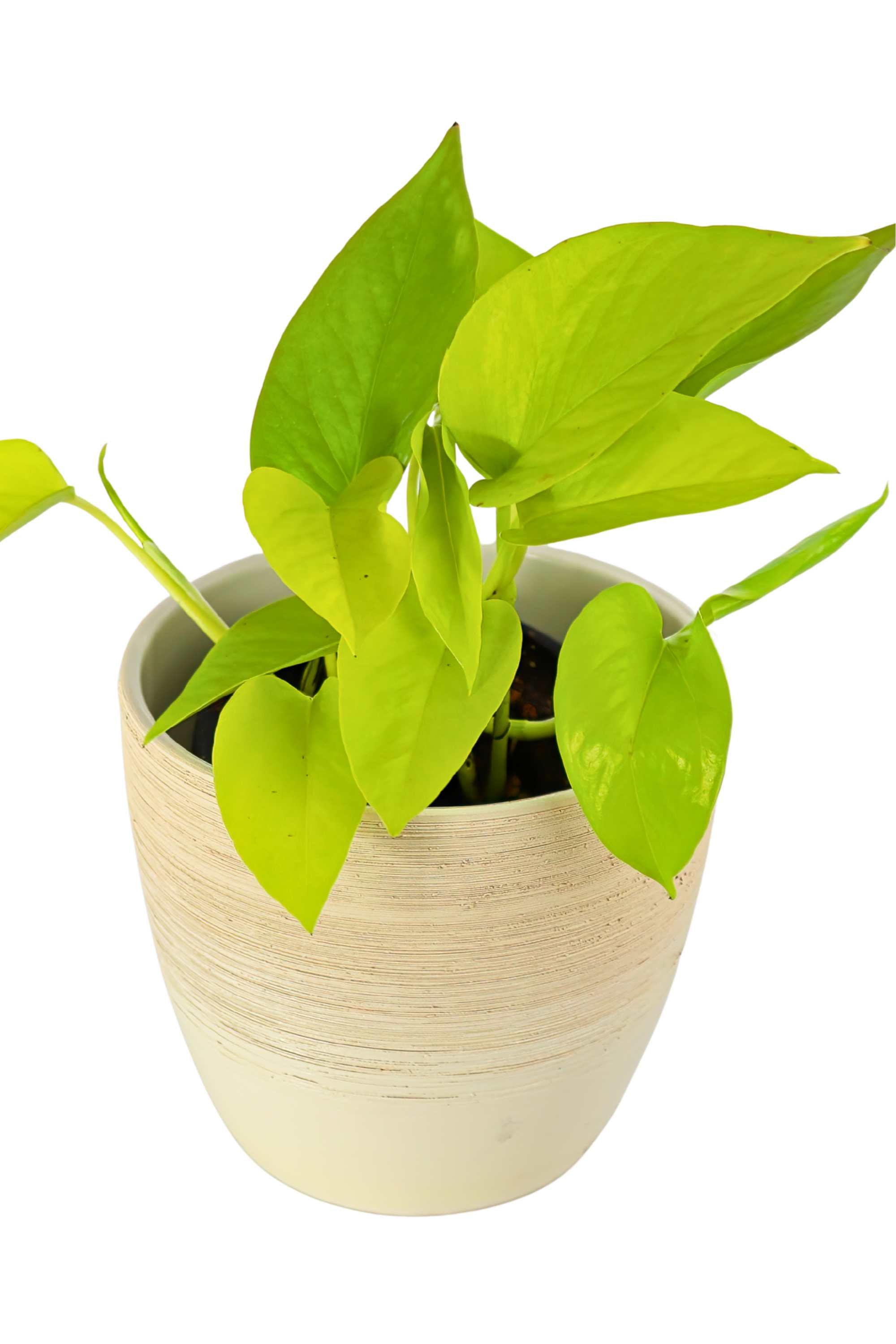 Indoor Plant Small 10-15 cms Neon Pothos Neon Pothos