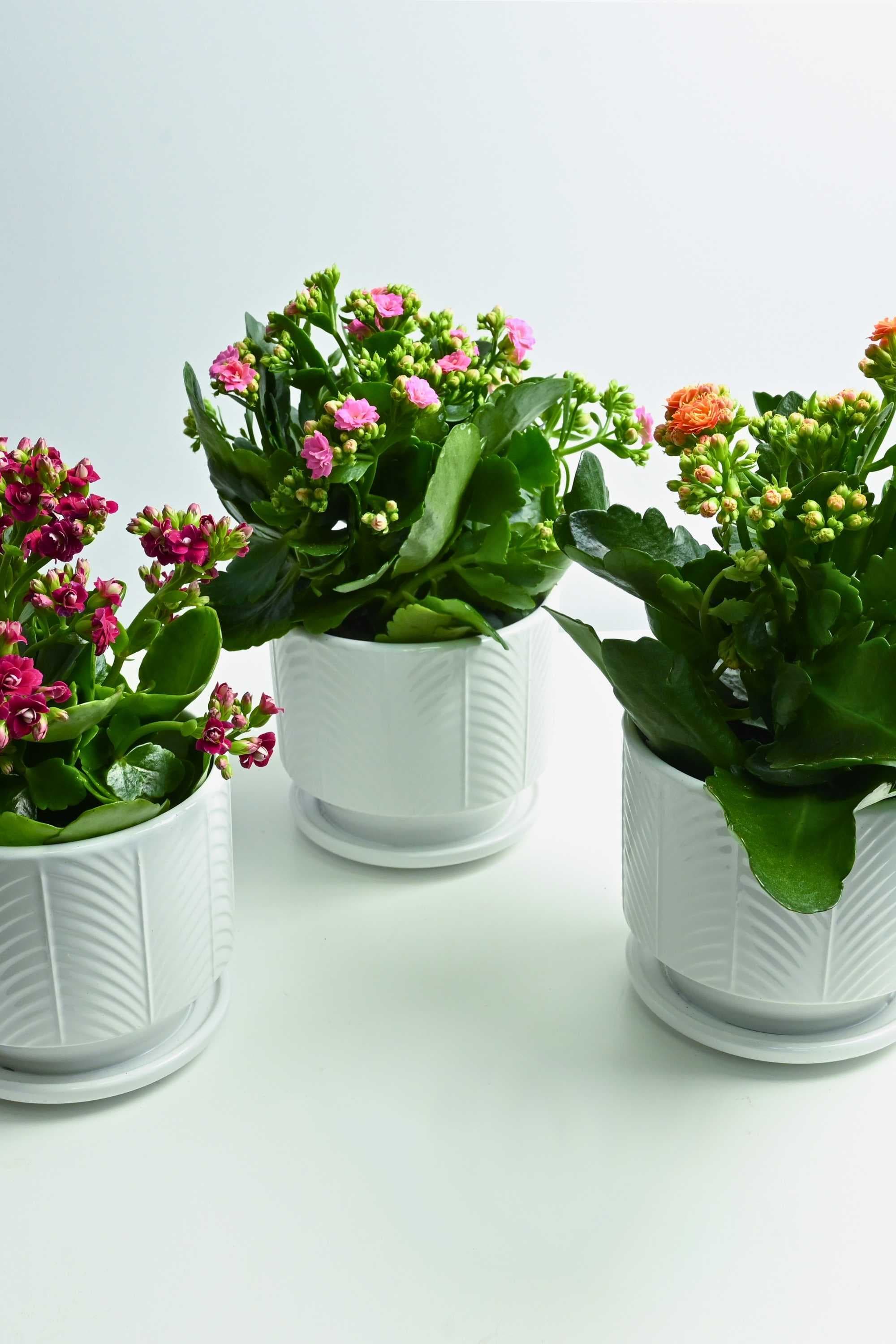 Indoor Plant Small 10-20 cms Kalanchoe trio bundle Kalanchoe trio bundle
