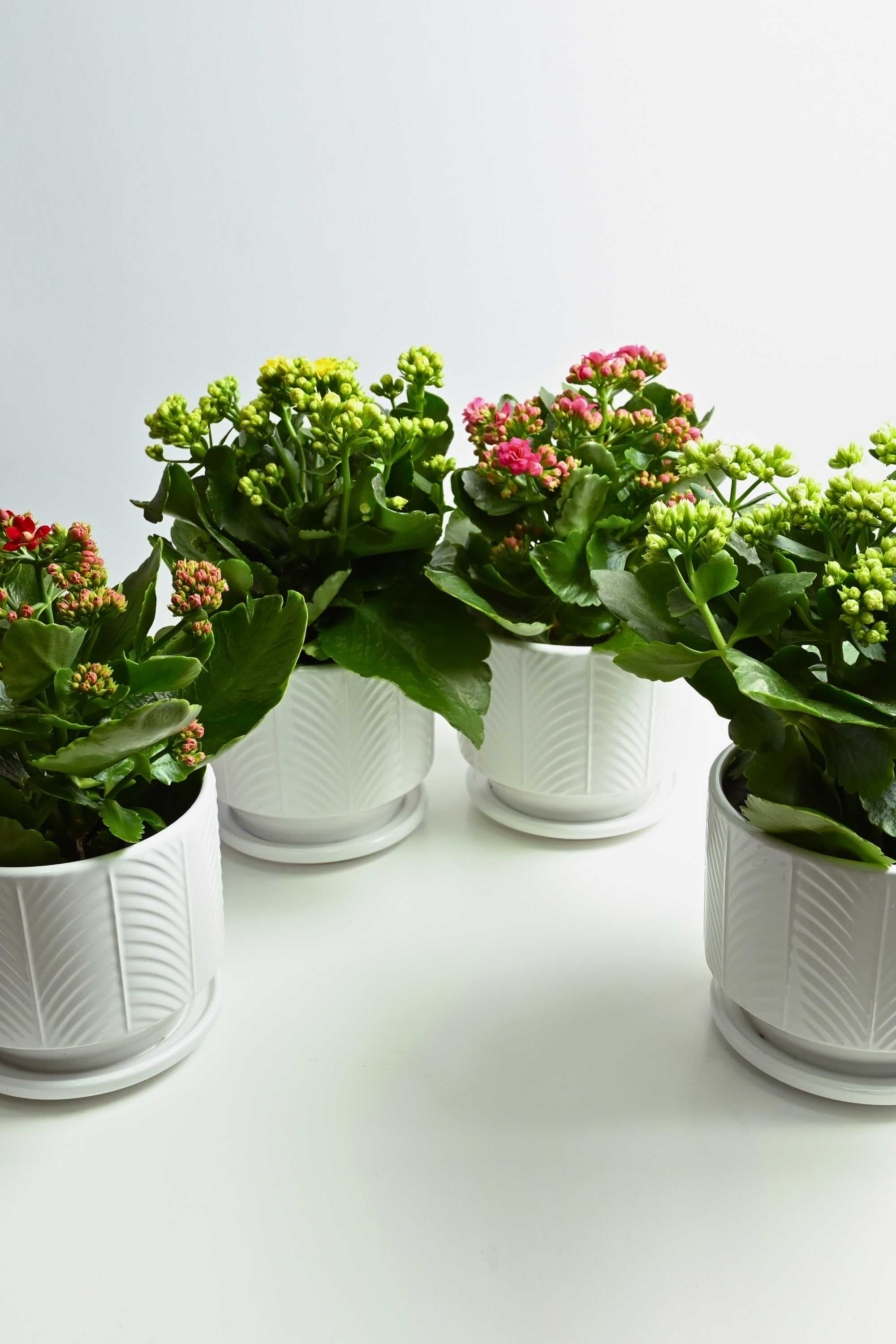 Indoor Plant Small 10-20cms kalanchoe quad bundle kalanchoe quad bundle