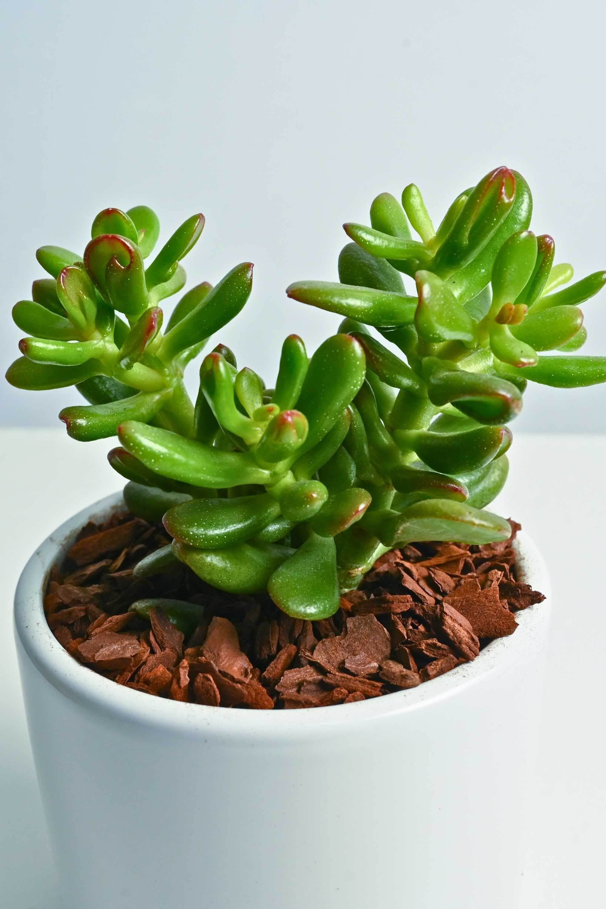 Indoor Plant Small 10 cm / White Ceramic Pot Crassula Ovata Crassula Ovata