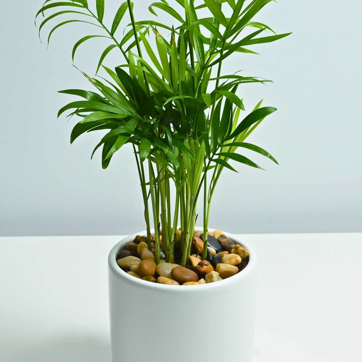 chamaedorea elegans indoor plants Chamaedorea Elegans – Adplants