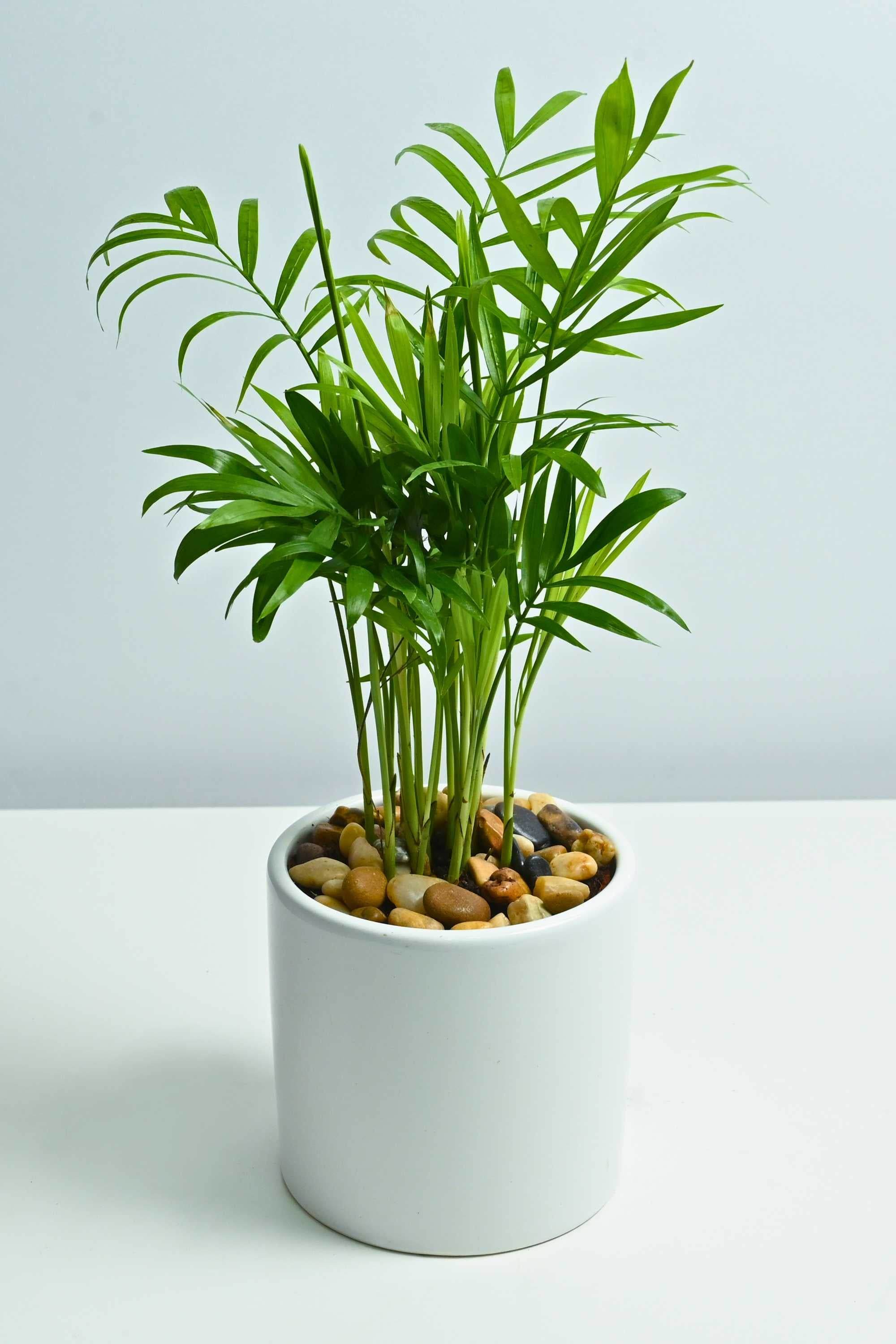 Indoor Plant Small 15-20 cms / White Ceramic Pot Chamaedorea Elegans Chamaedorea Elegans