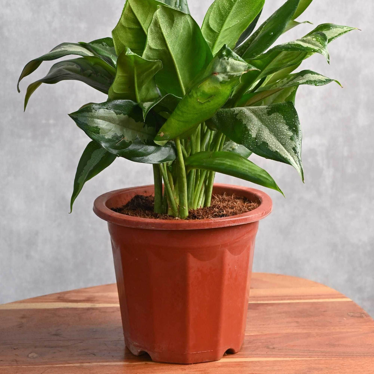 aglaonema stripes plant Aglaonema 'Stripes' – Adplants