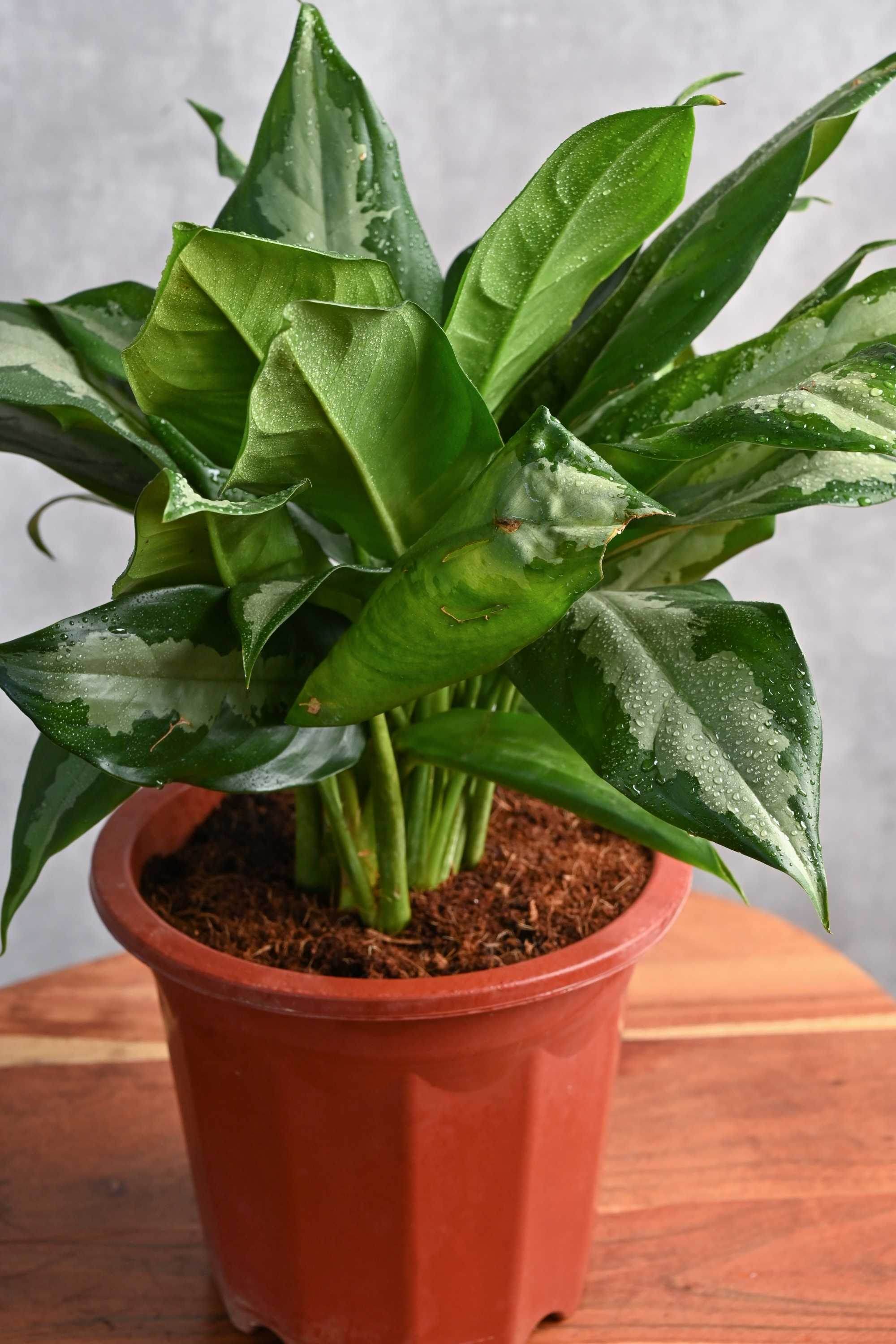 Indoor Plant Small 20-30 cms Aglaonema 'Stripes' Aglaonema 'Stripes'
