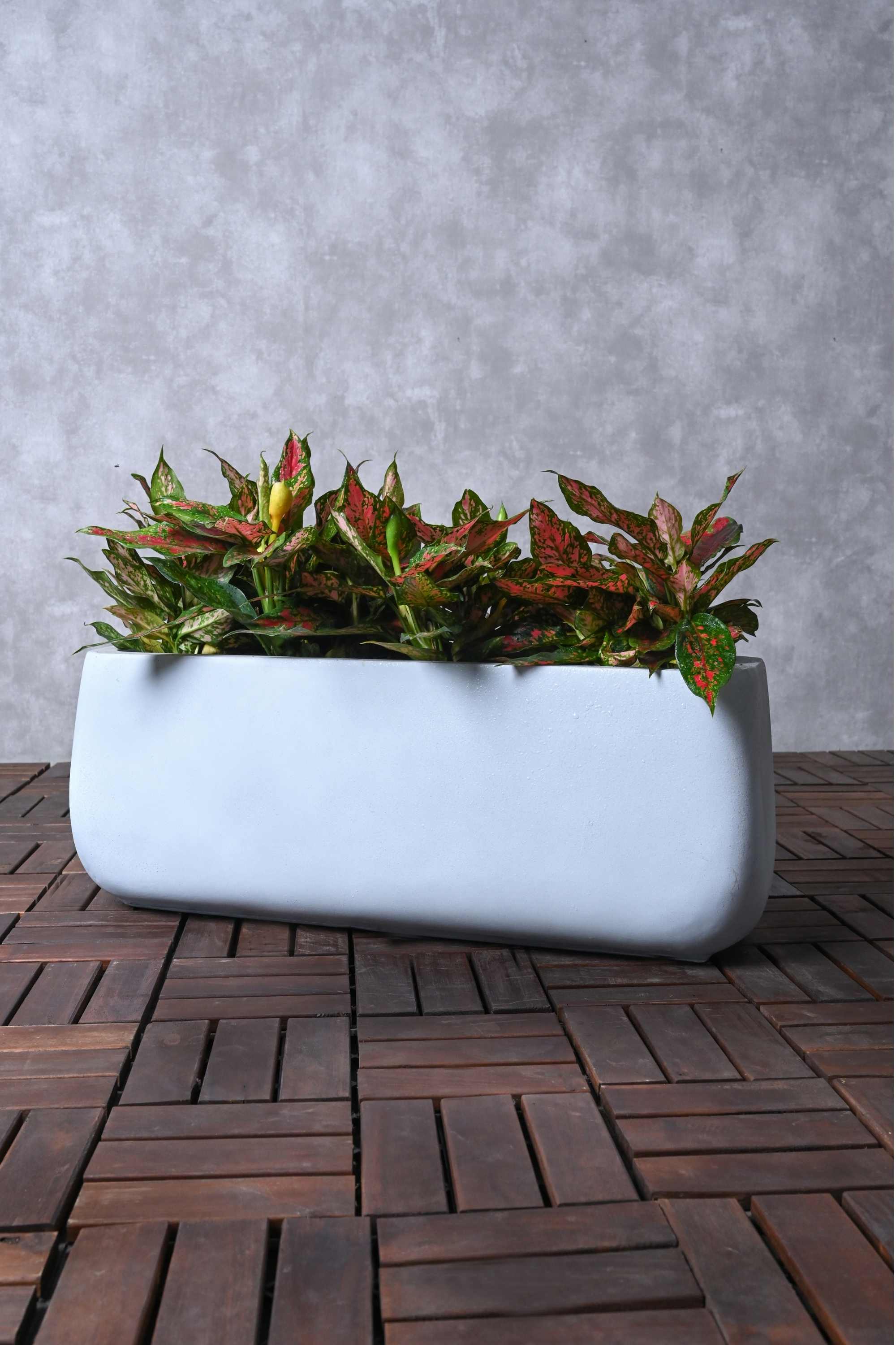 Indoor Plant small 20-30 cms / GRC Pot Aglaonema Commutatum 'Red' Aglaonema Commutatum 'Red'