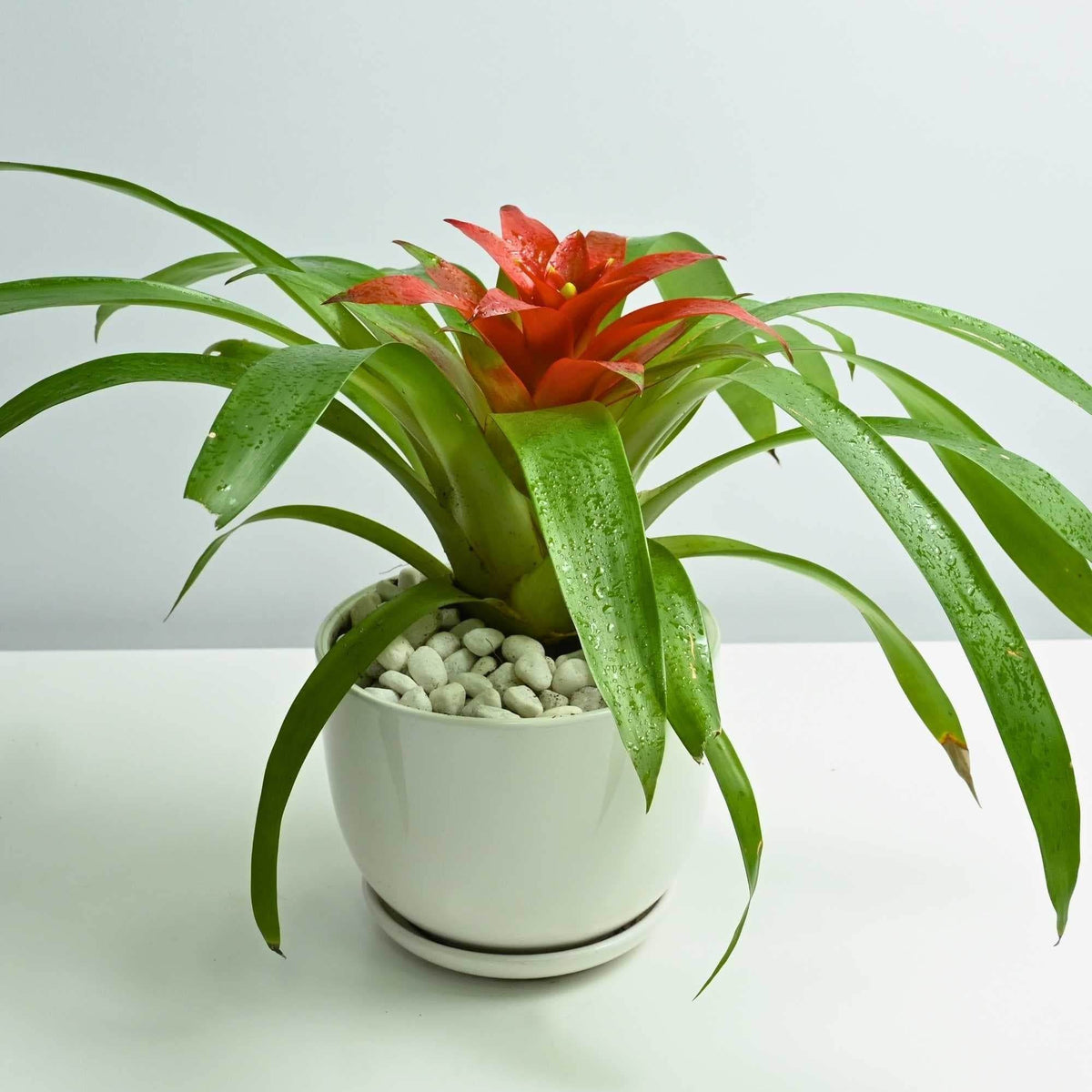 guzmania indoor plant Guzmania spp – Adplants