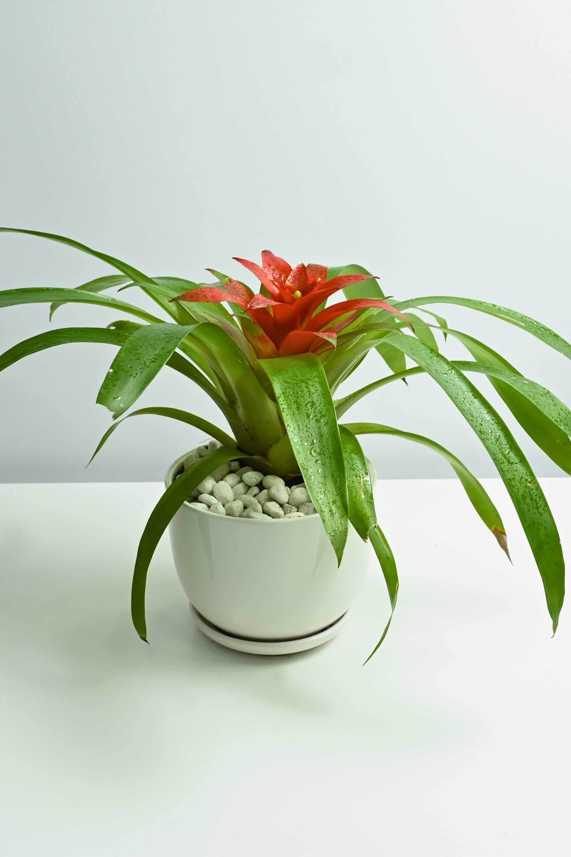 Indoor Plant Small  20 cms / Default Plastic Pot Guzmania spp Guzmania spp