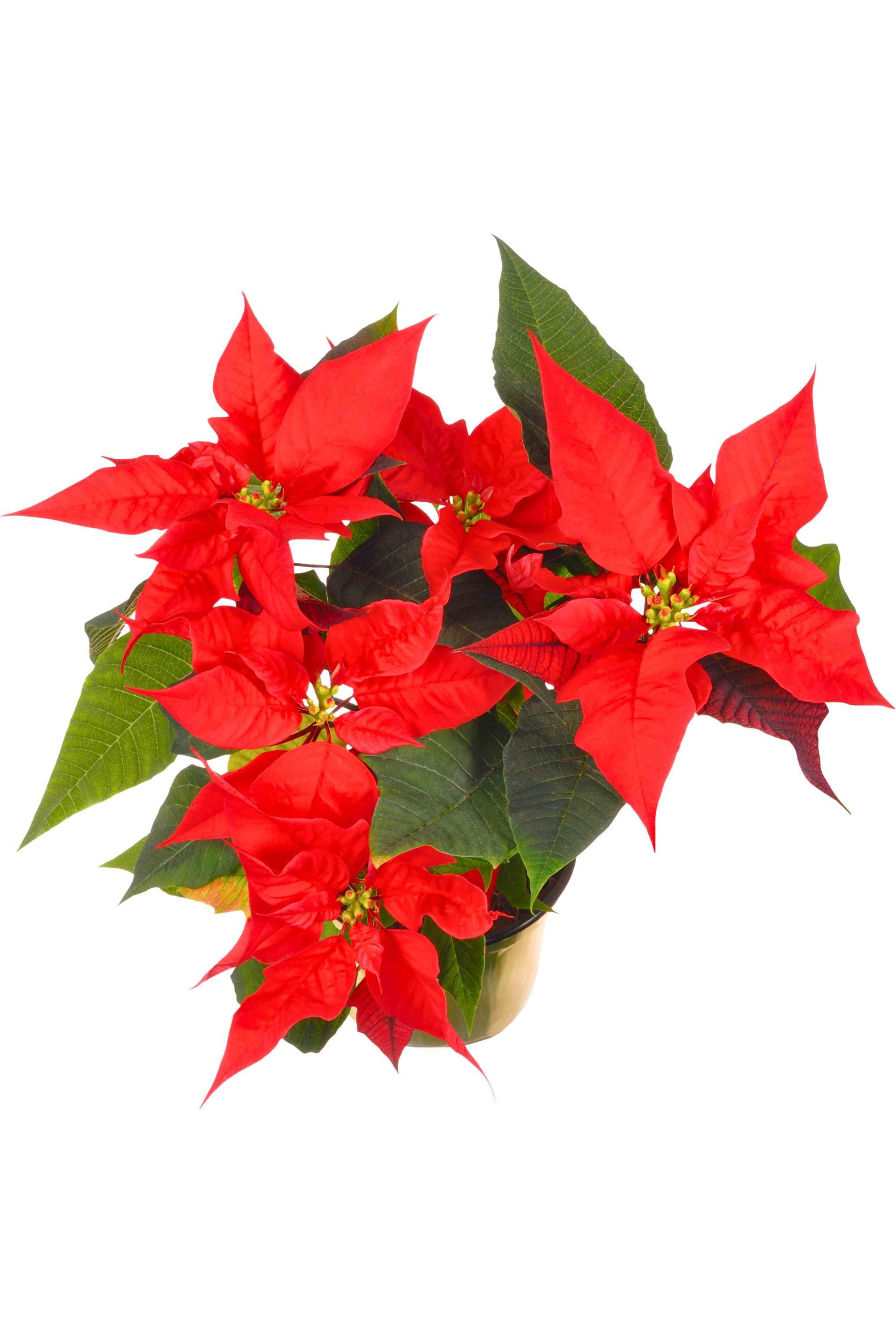 Indoor Plant Small 25-30 cms Euphorbia pulcherrima Euphorbia pulcherrima