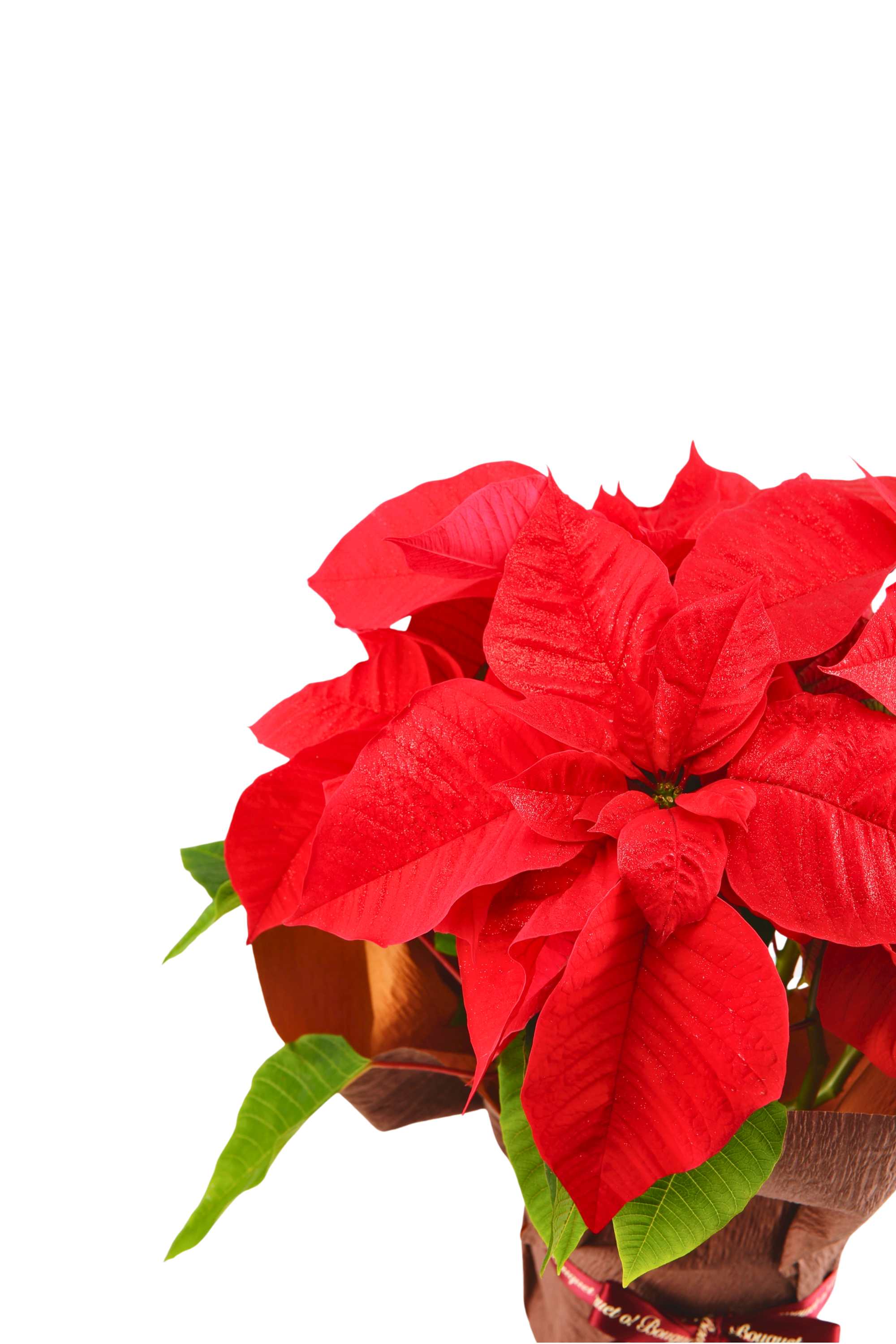 Indoor Plant Small 25-30 cms Euphorbia pulcherrima Euphorbia pulcherrima