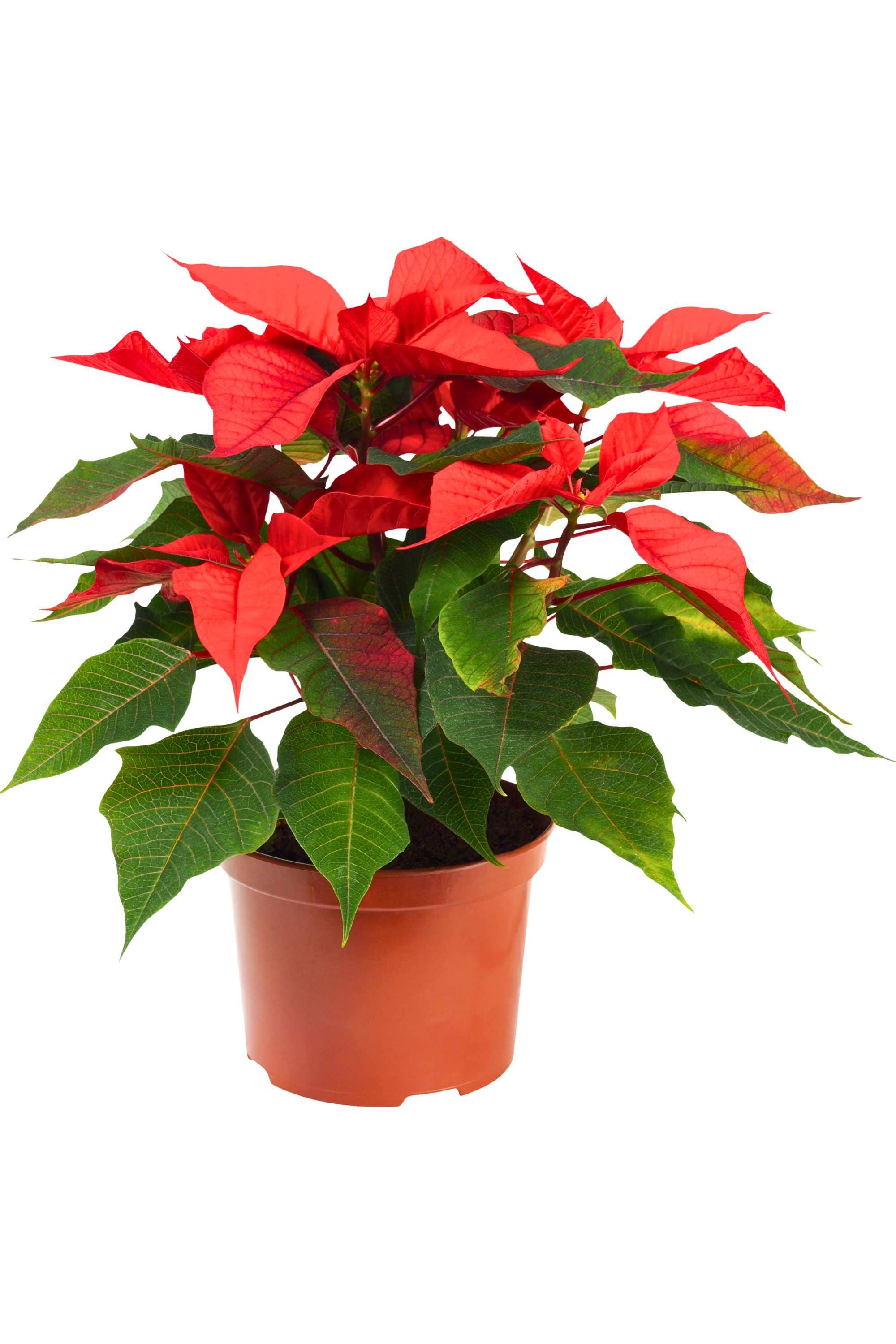 Indoor Plant Small 25-30 cms Euphorbia pulcherrima Euphorbia pulcherrima