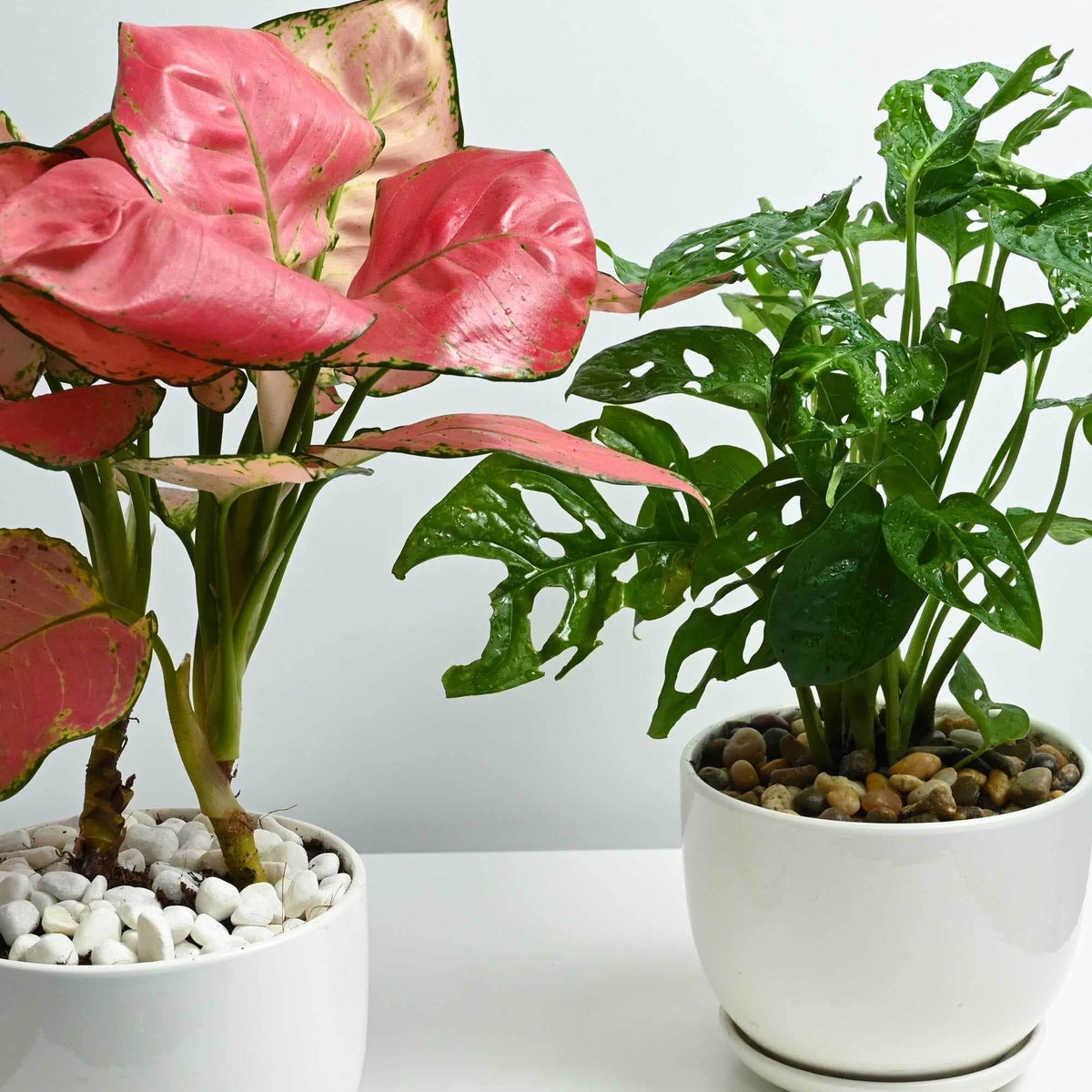 monstera aglaonema Aglaonema commutatum & Monstera deliciosa – Adplants
